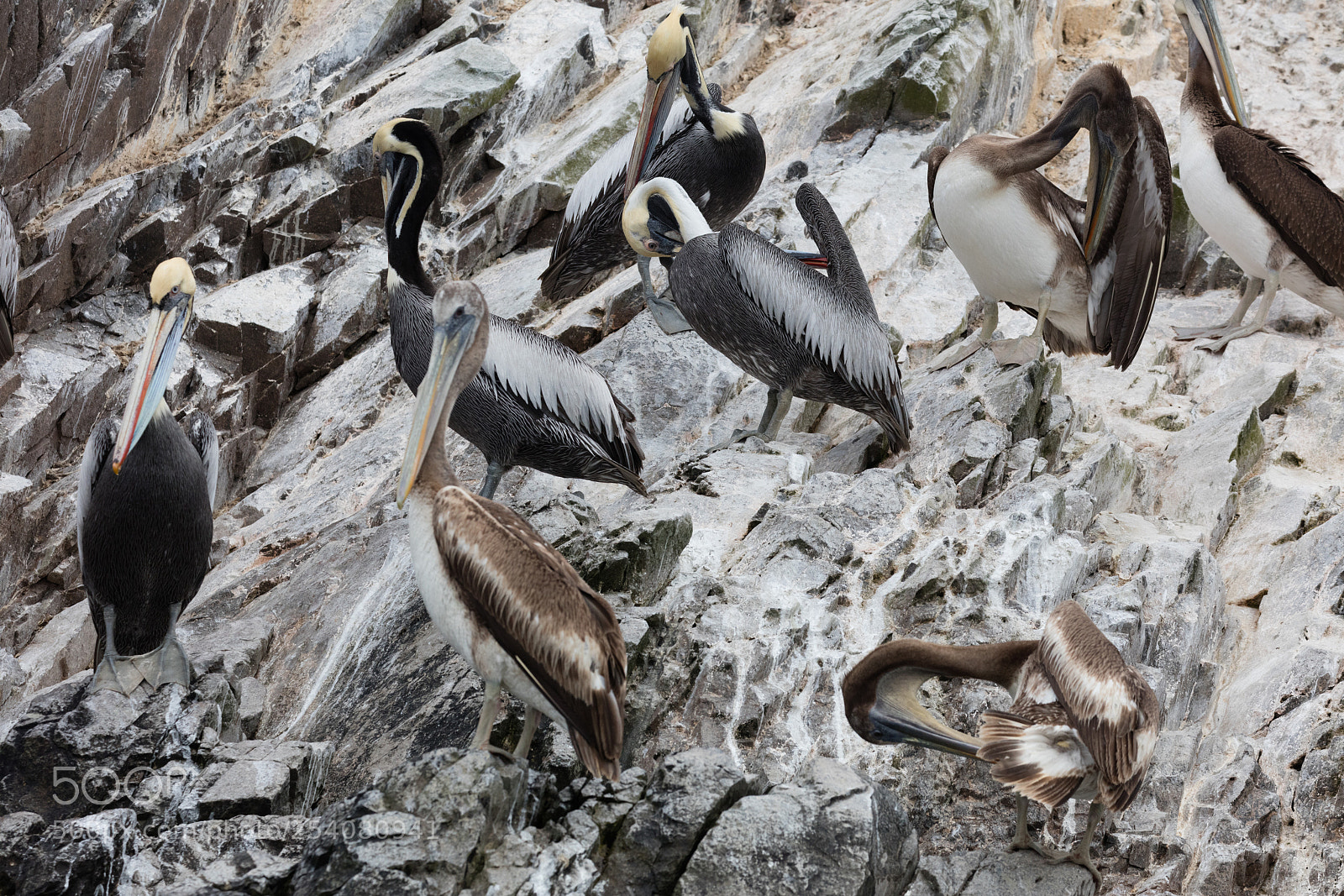 Canon EOS 5DS R sample photo. Ballestas islands, perù photography