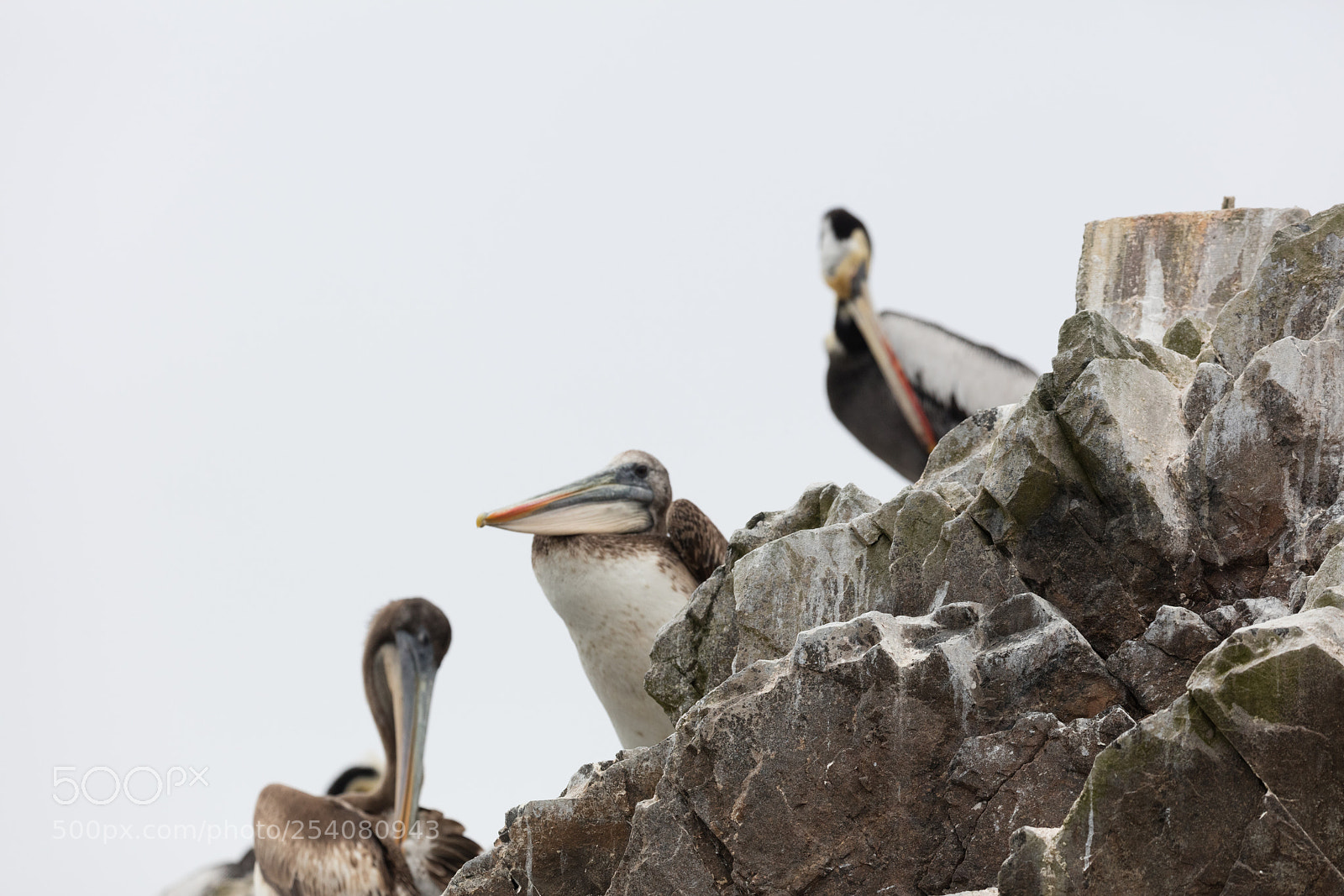 Canon EOS 5DS R sample photo. Ballestas islands, perù photography