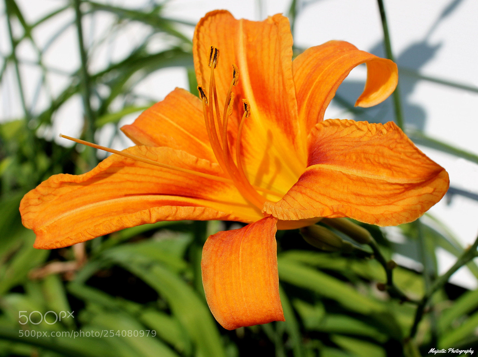 Canon EOS 1100D (EOS Rebel T3 / EOS Kiss X50) sample photo. Petal perfection photography