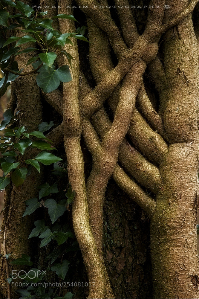Nikon D5500 sample photo. Nordic jungle photography
