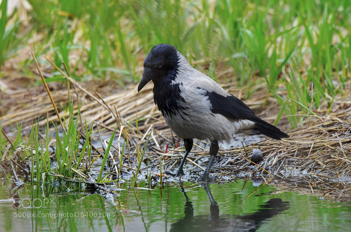 Pentax K-5 sample photo. Hooded crow, corvus cornix photography