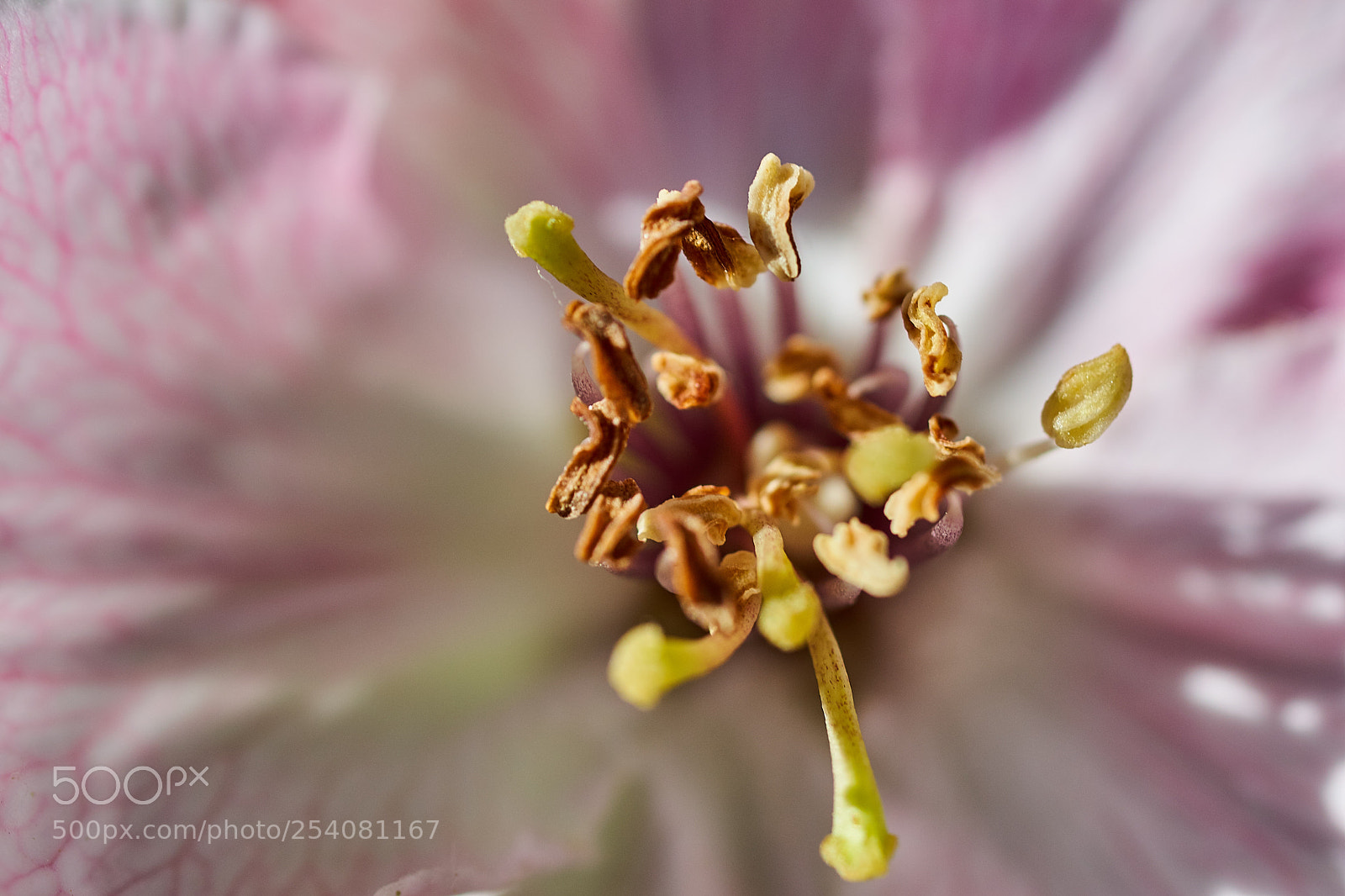 Sony SLT-A68 sample photo. Macro flower photography