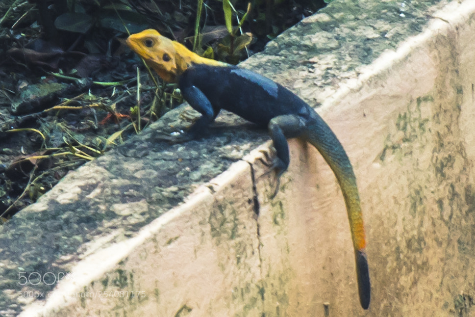 Canon EOS 60D sample photo. Ghana - chamelion photography