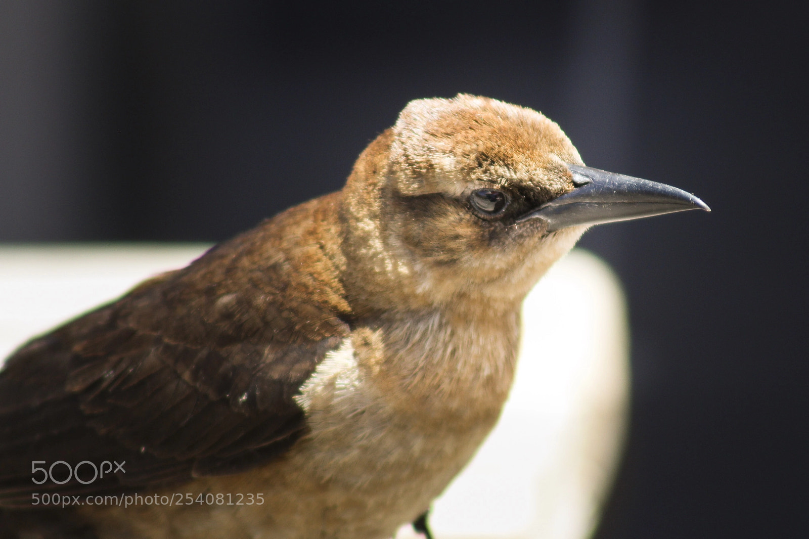 Canon EOS 100D (EOS Rebel SL1 / EOS Kiss X7) sample photo. Bird in the everglades photography