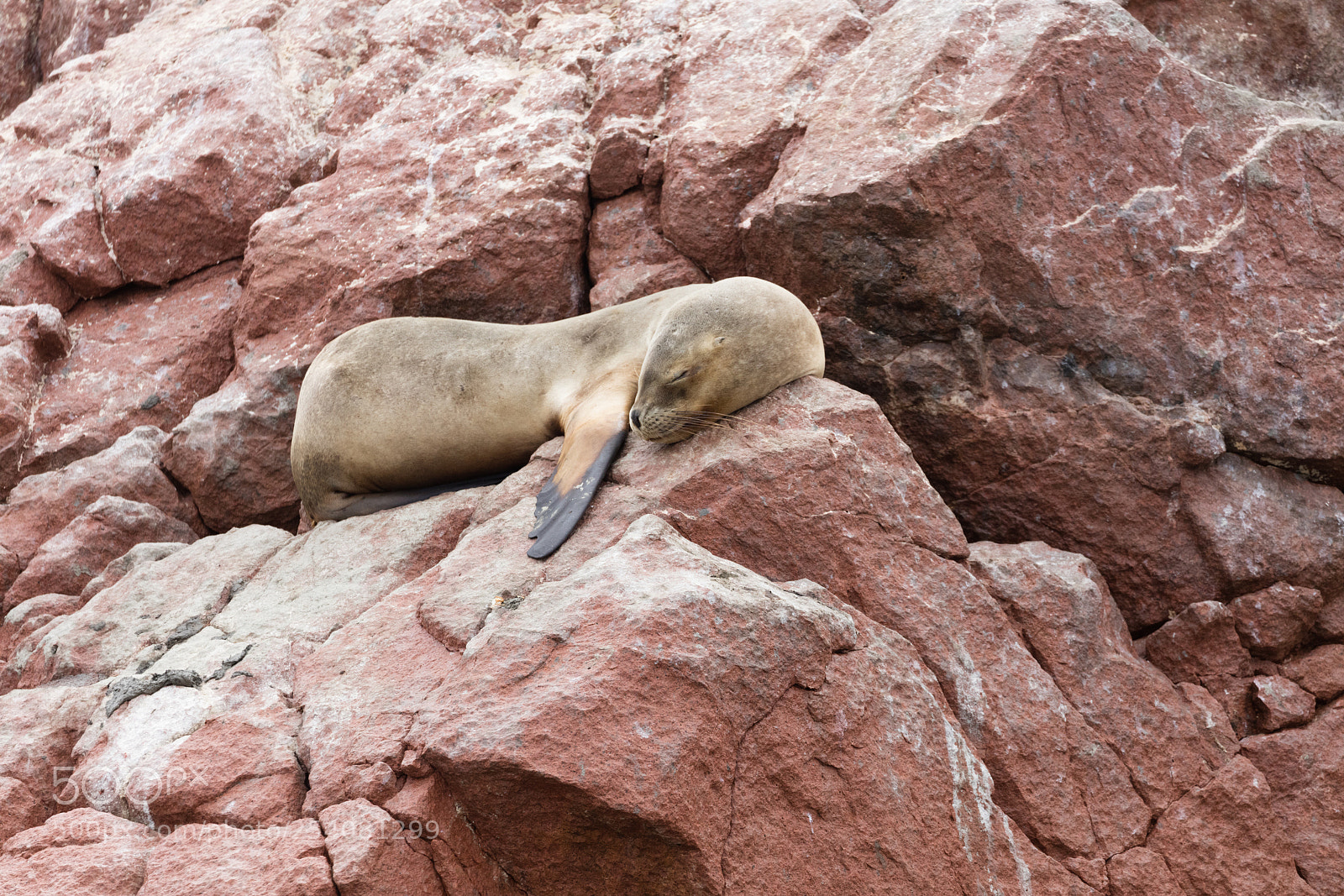 Canon EOS 5DS R sample photo. Ballestas islands, perù photography