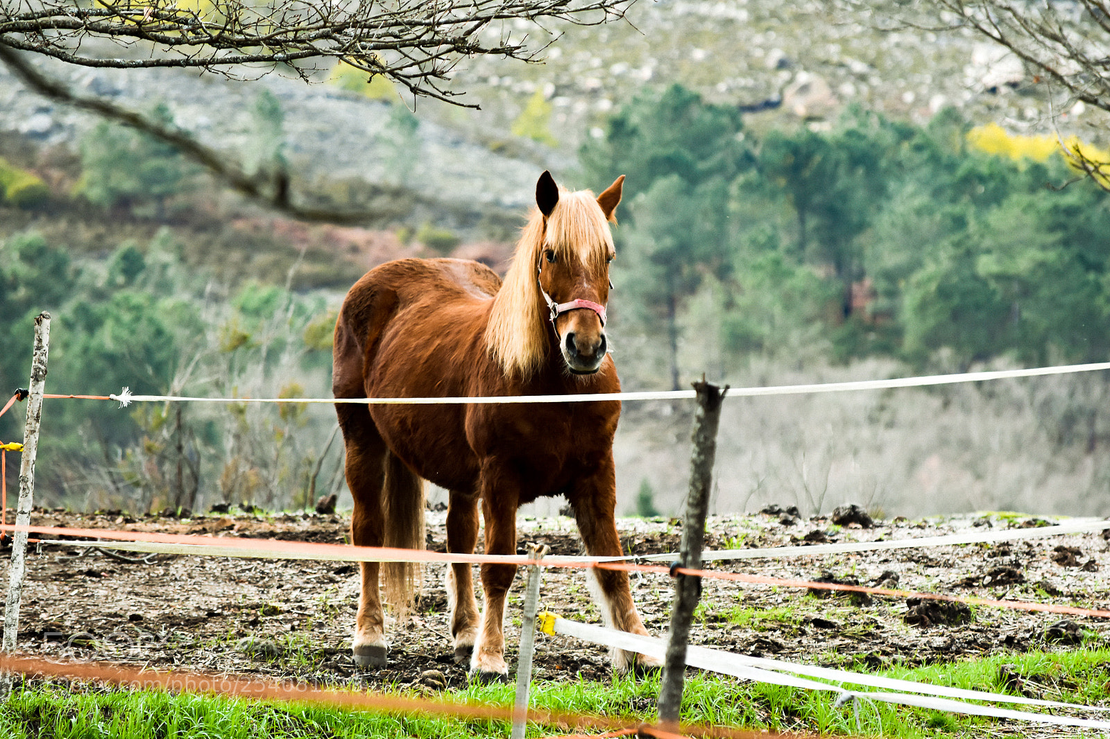 Nikon D3400 sample photo. Lone horse photography