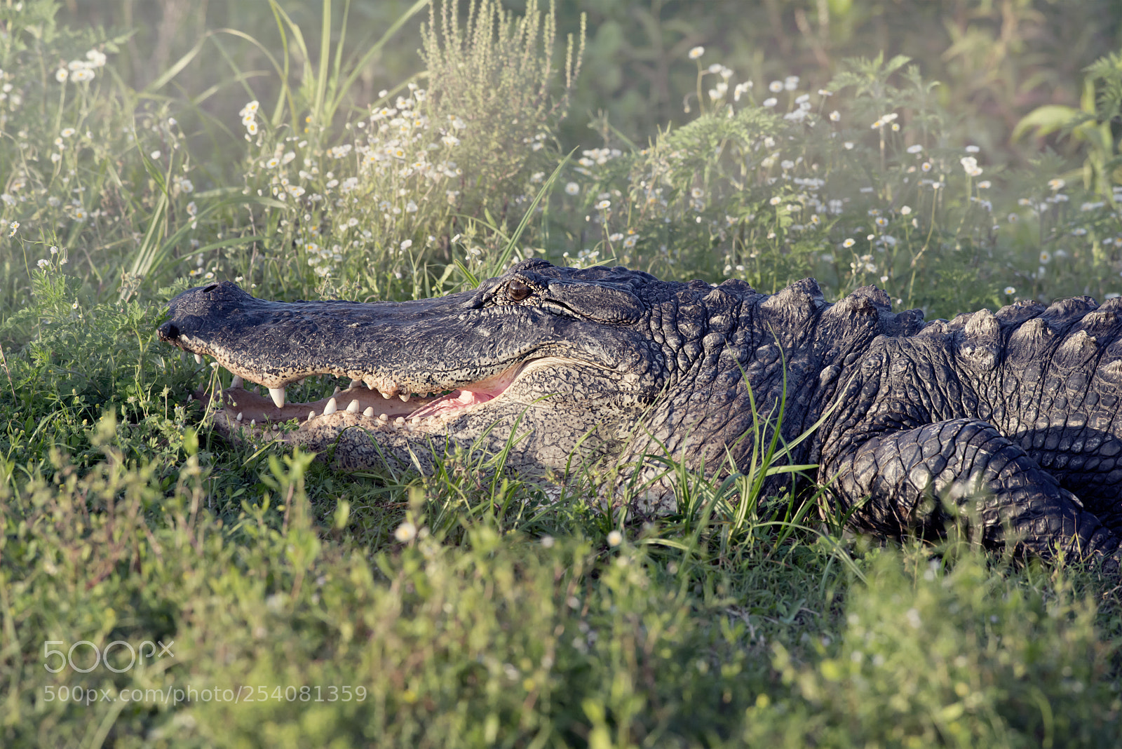Nikon D800 sample photo. Alligator sunning in grass photography