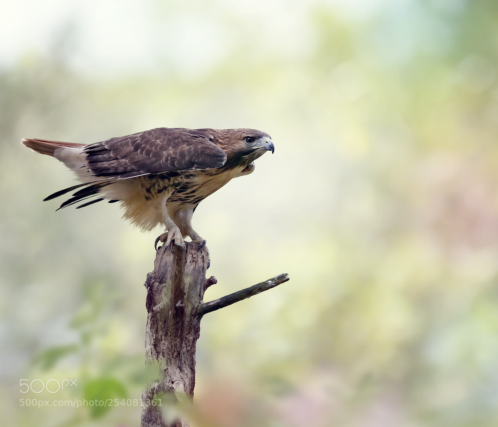 Nikon D800 sample photo. Red-tailed hawk photography