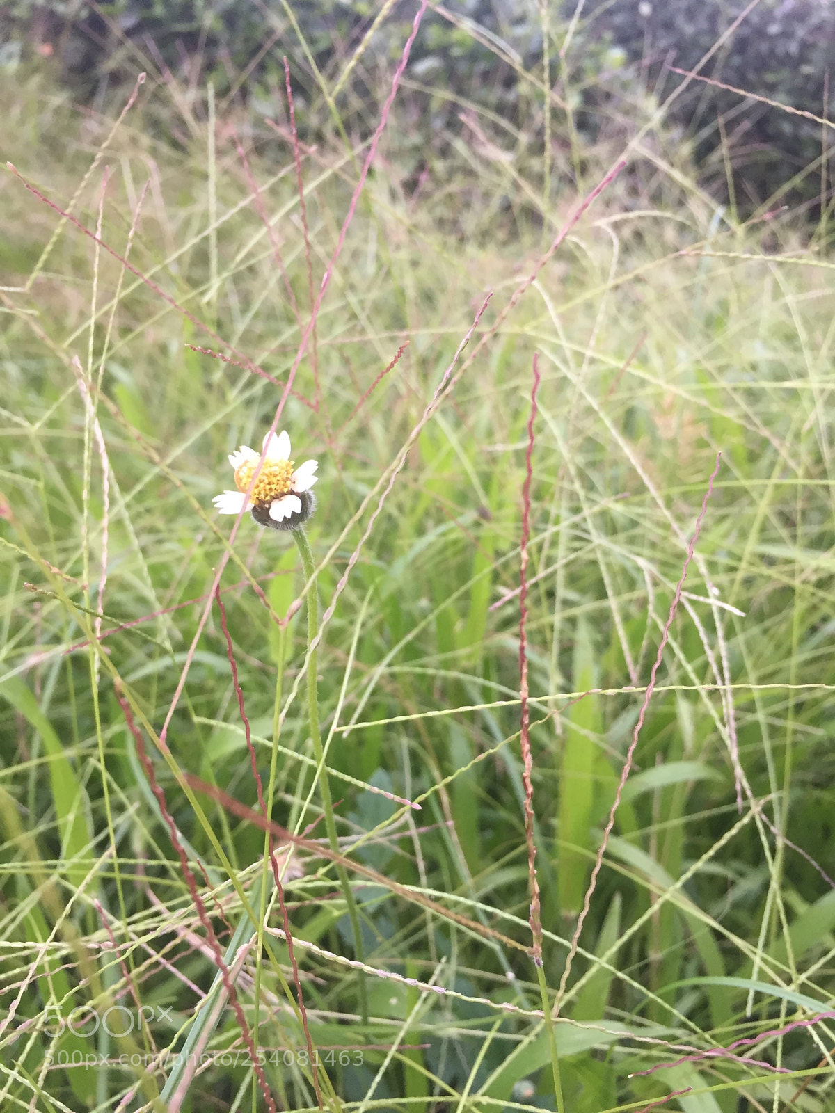 Apple iPhone 6 sample photo. Grass photography