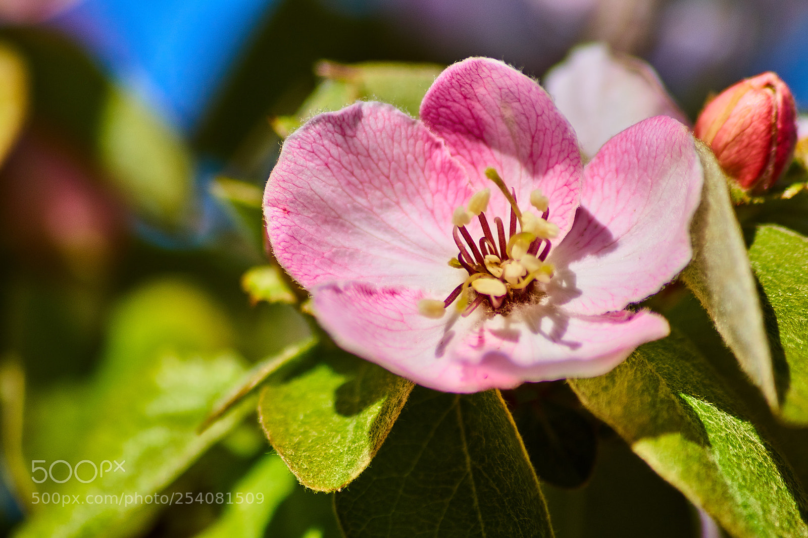 Sony SLT-A68 sample photo. Flower closeup photography