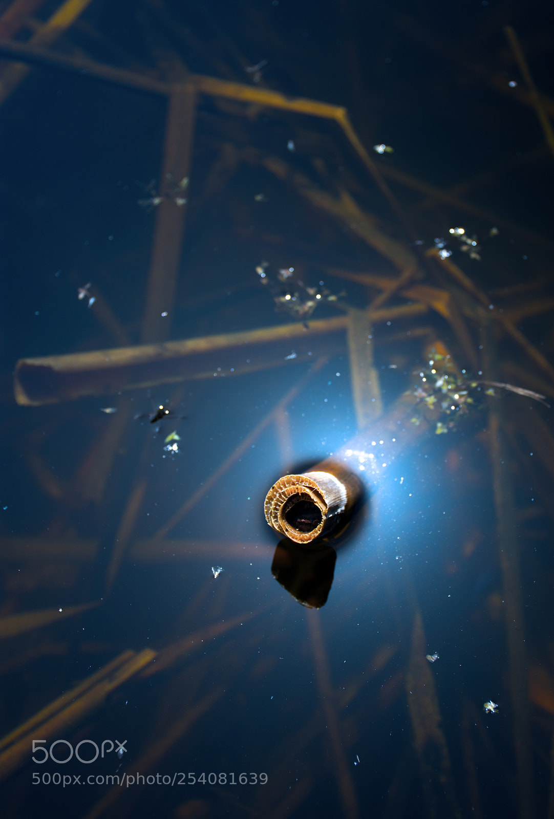 Nikon D7200 sample photo. Disturbed reflection @ dragoman marsh photography
