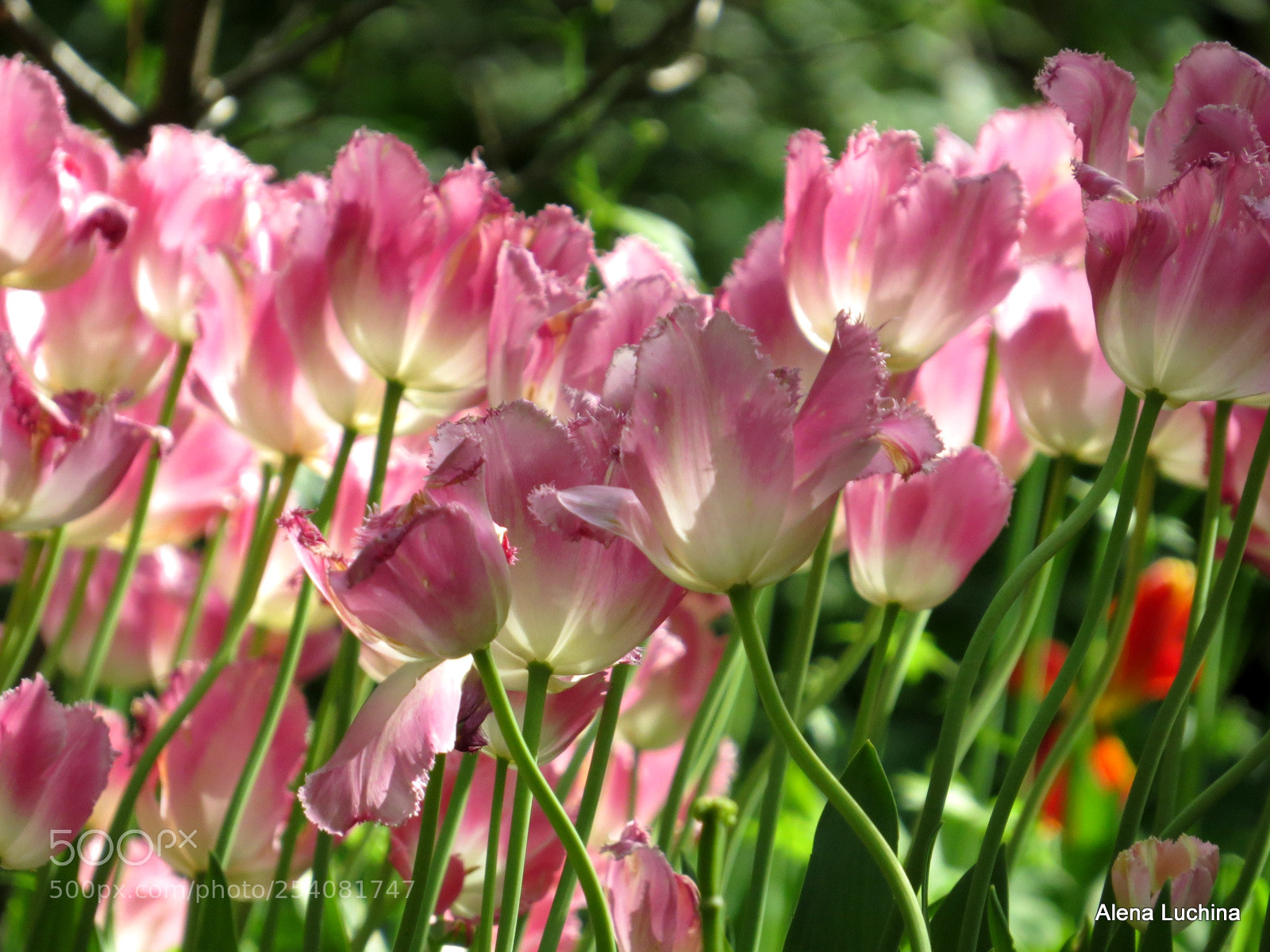 Canon PowerShot SX50 HS sample photo. Flowering of tulips in photography