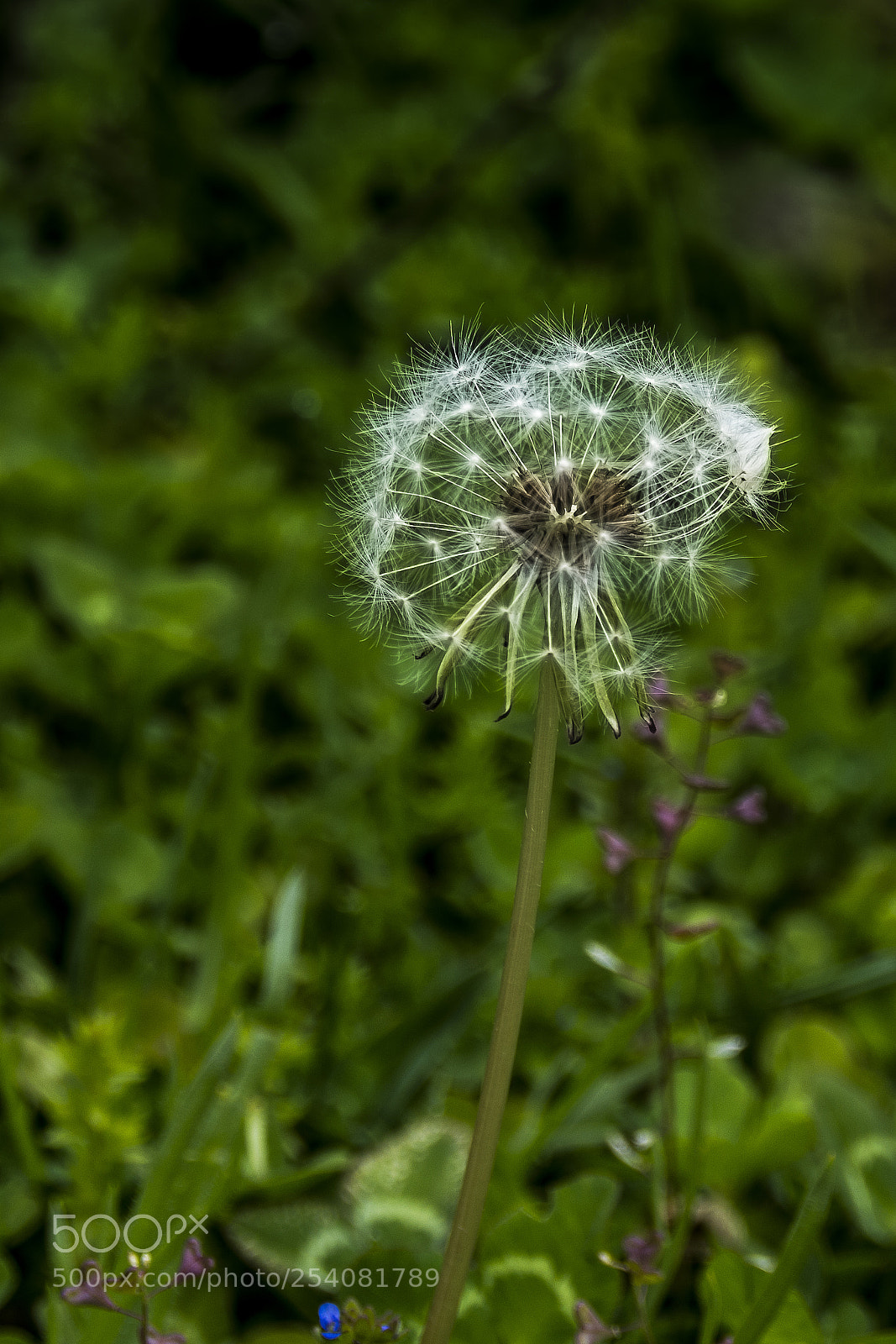 Nikon D3200 sample photo. Leve como vento photography