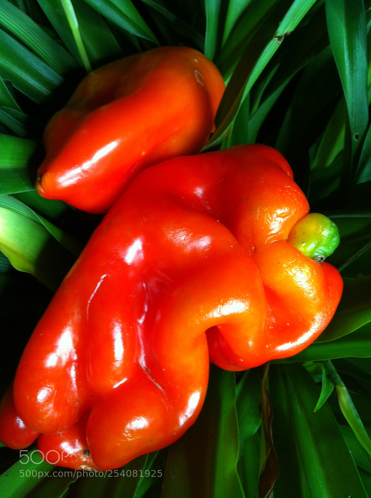 Apple iPhone 4 sample photo. Red red pepper photography
