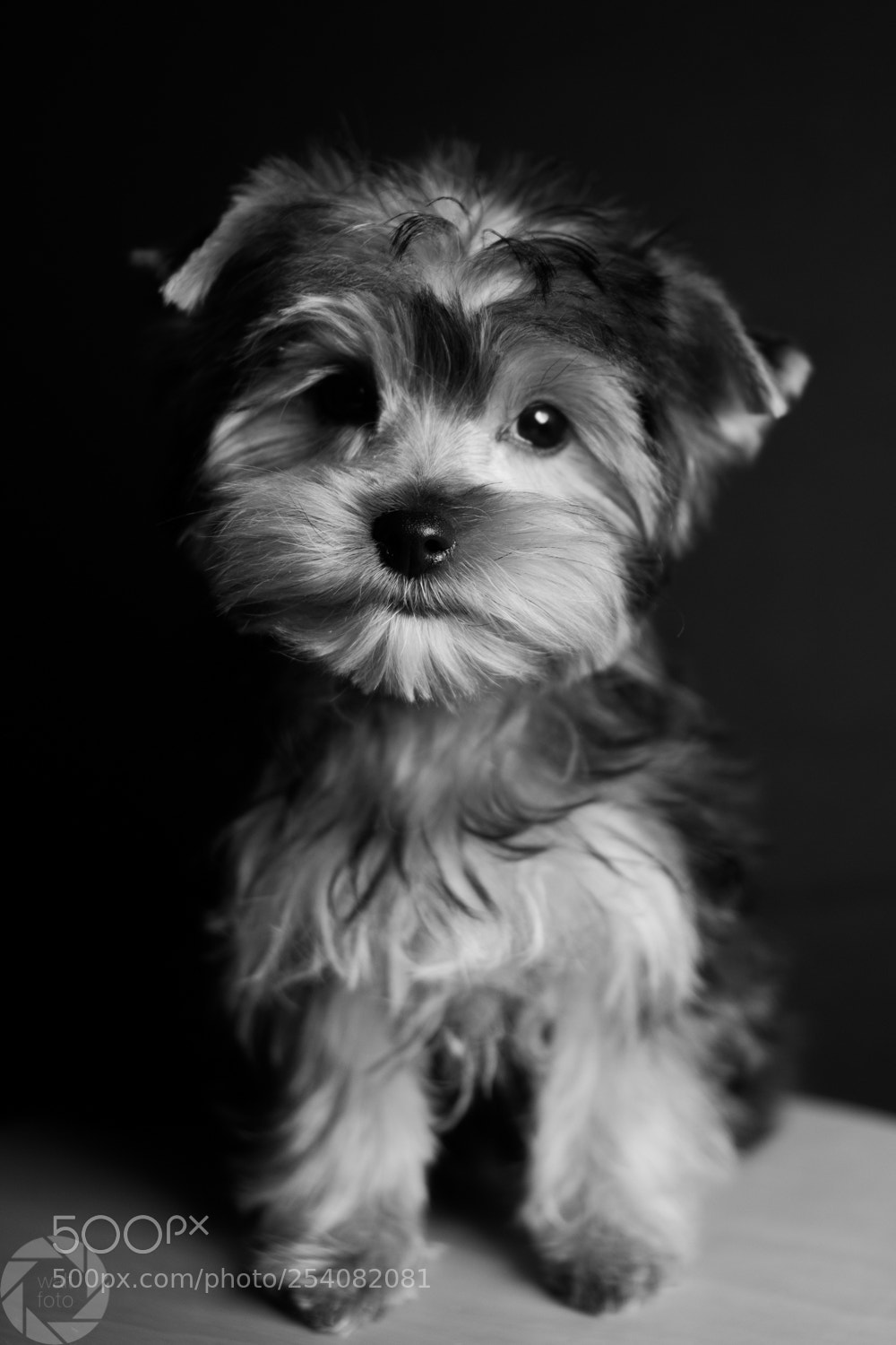 Nikon D500 sample photo. Mini photography