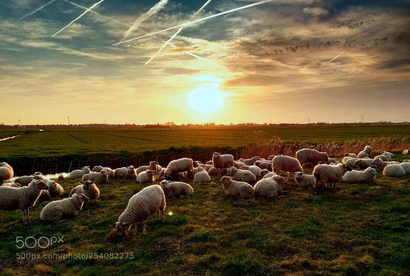 Motorola Moto G (5th Gen) sample photo. Sheep at sunset photography