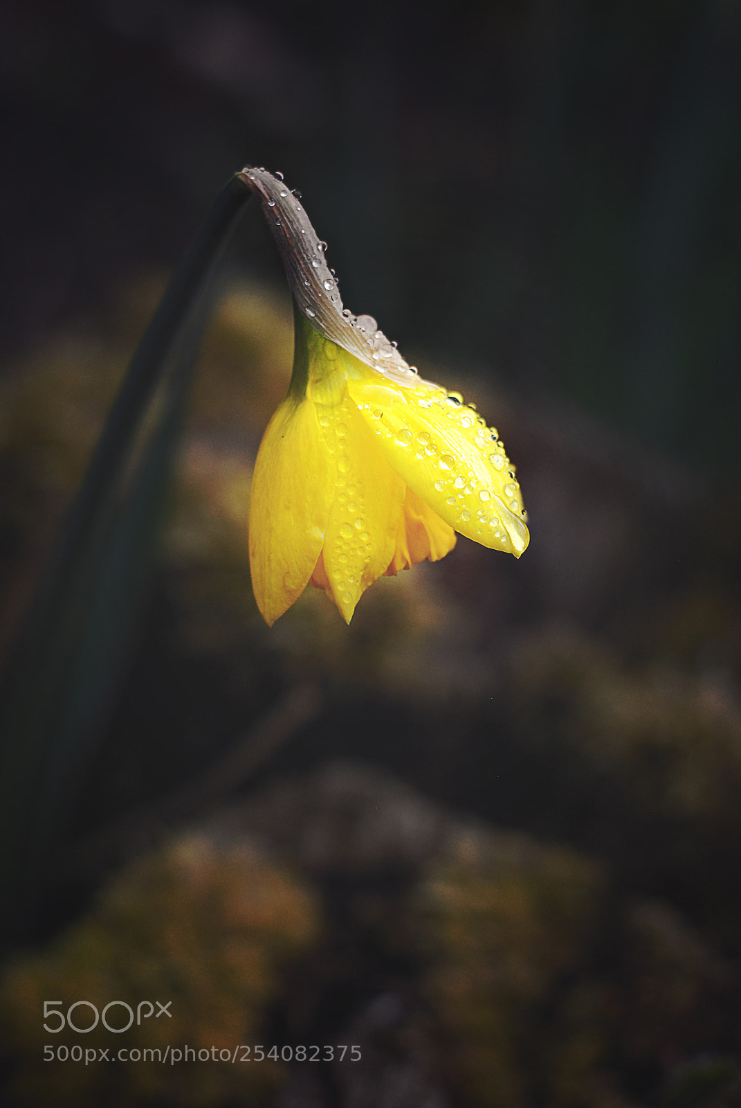 Nikon D80 sample photo. Spring ii photography