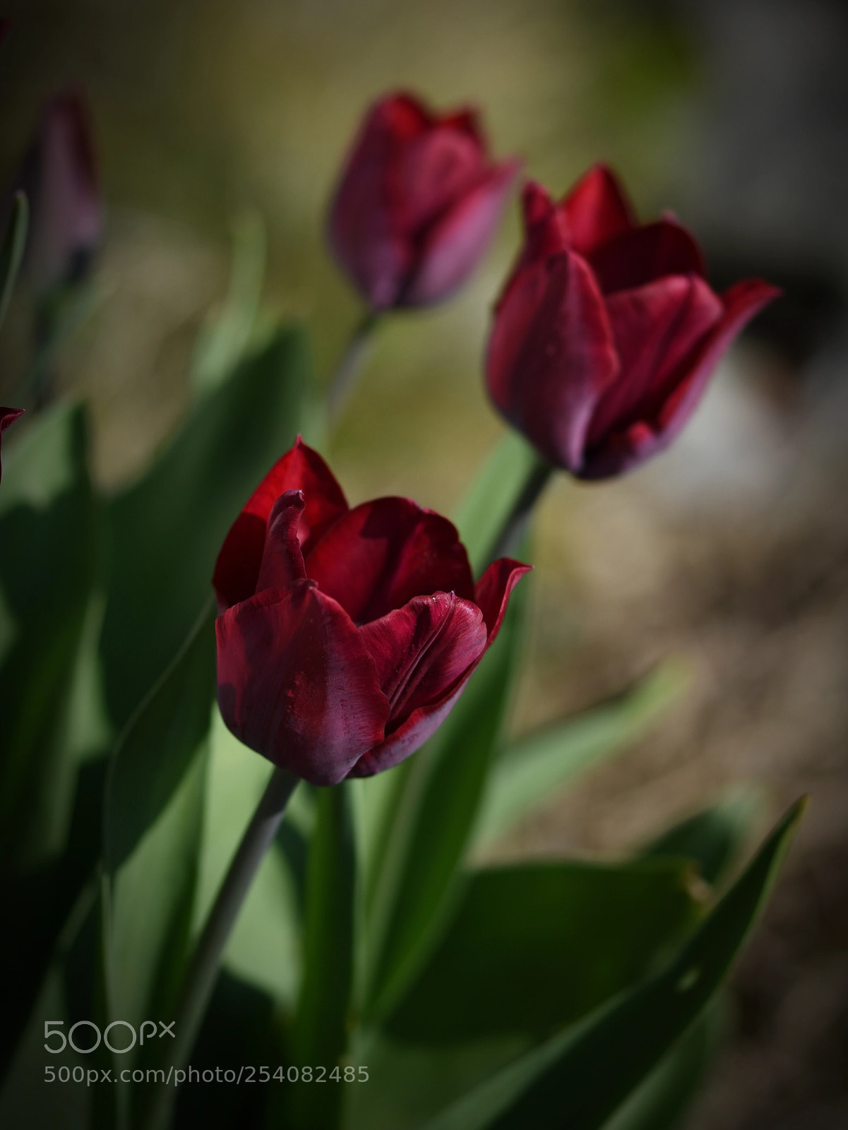 Nikon D5500 sample photo. Soooo beautiful * photography