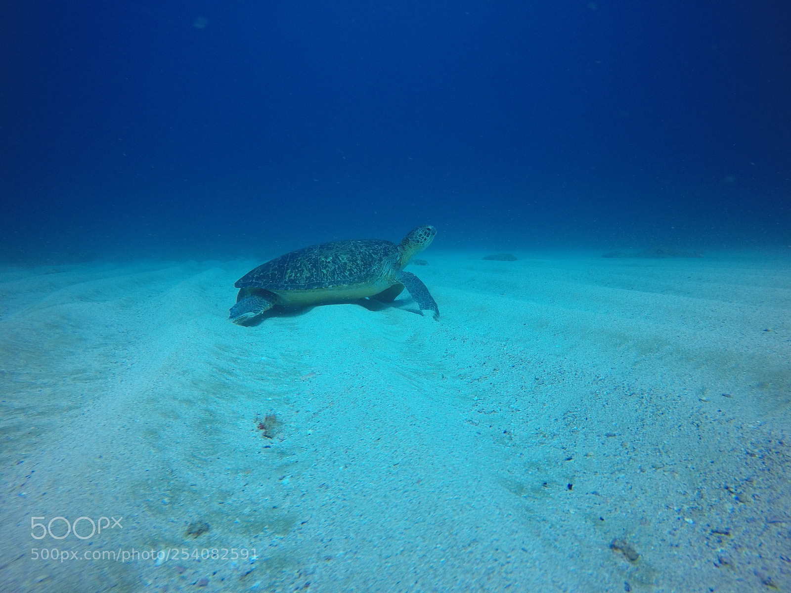 GoPro Hero5 Black sample photo. Sea turtle photography