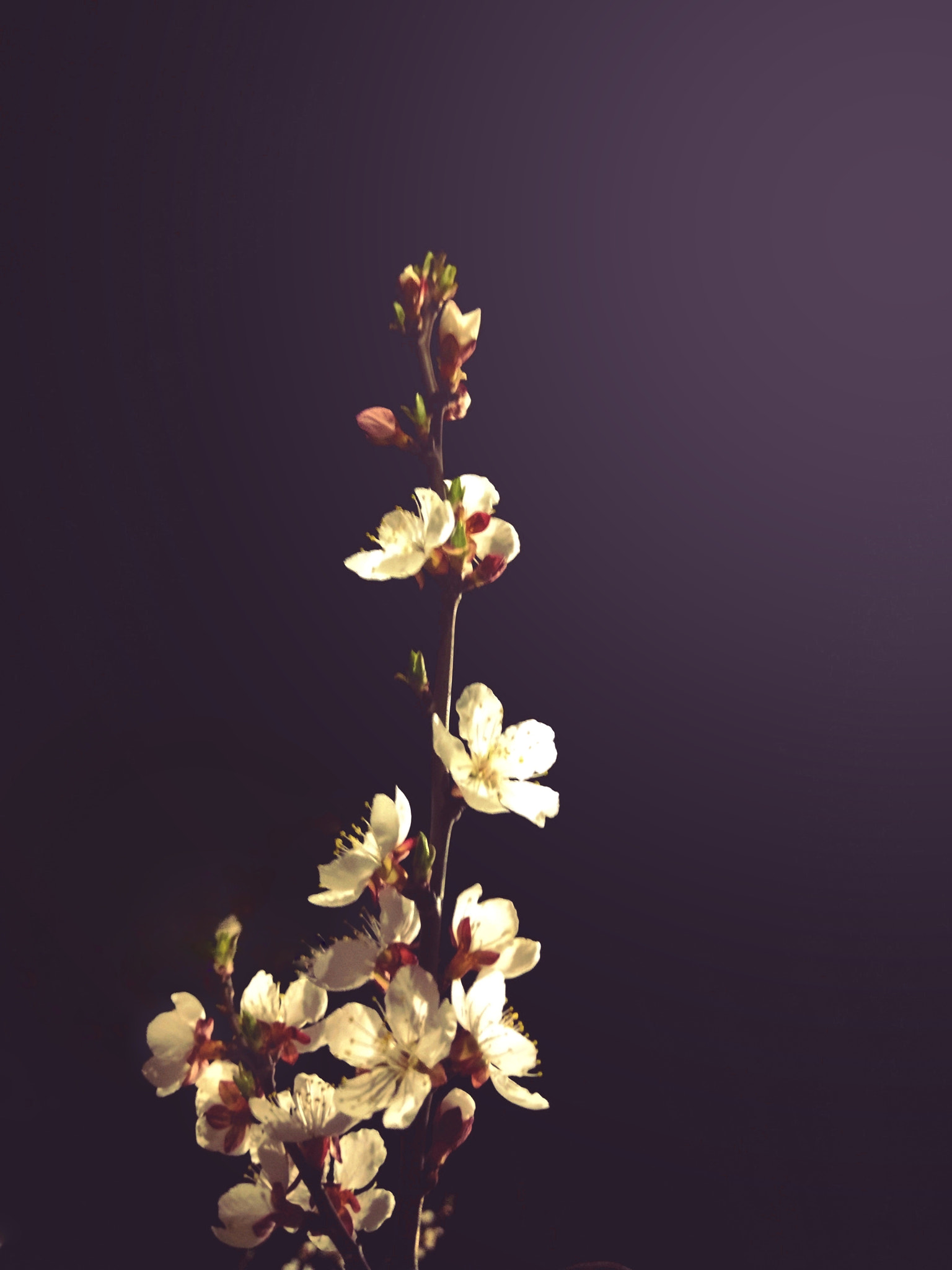 HTC U11+ sample photo. Flowers at night photography