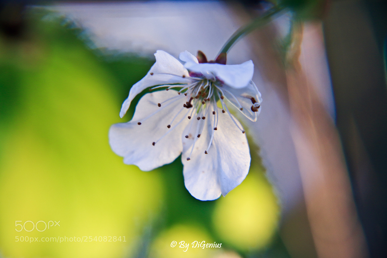 Canon EOS 70D sample photo. Untitled photography