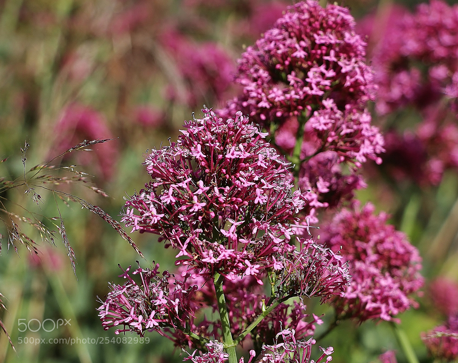 Canon EOS 700D (EOS Rebel T5i / EOS Kiss X7i) sample photo. Spring photography