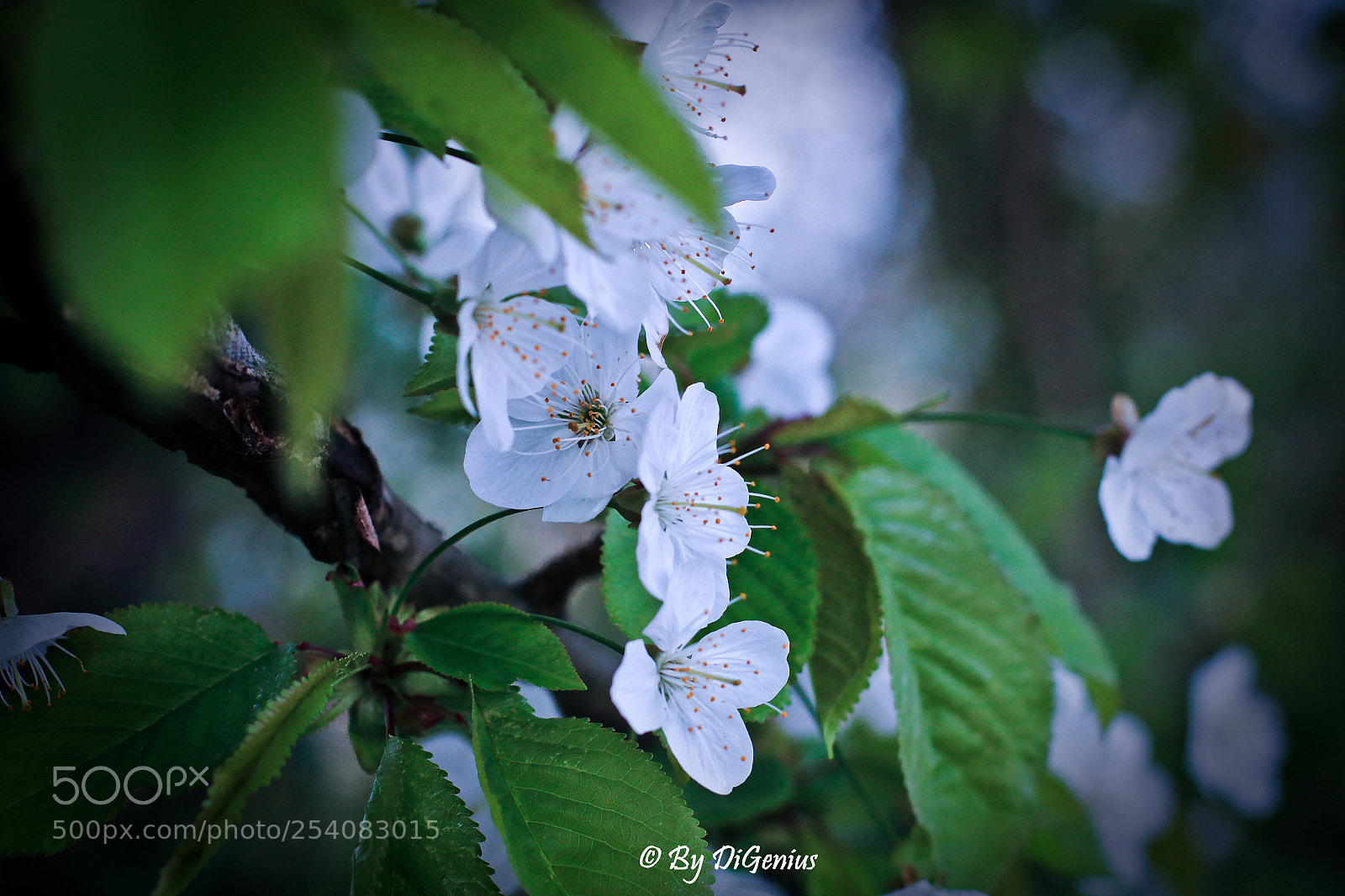 Canon EOS 70D sample photo. Untitled photography