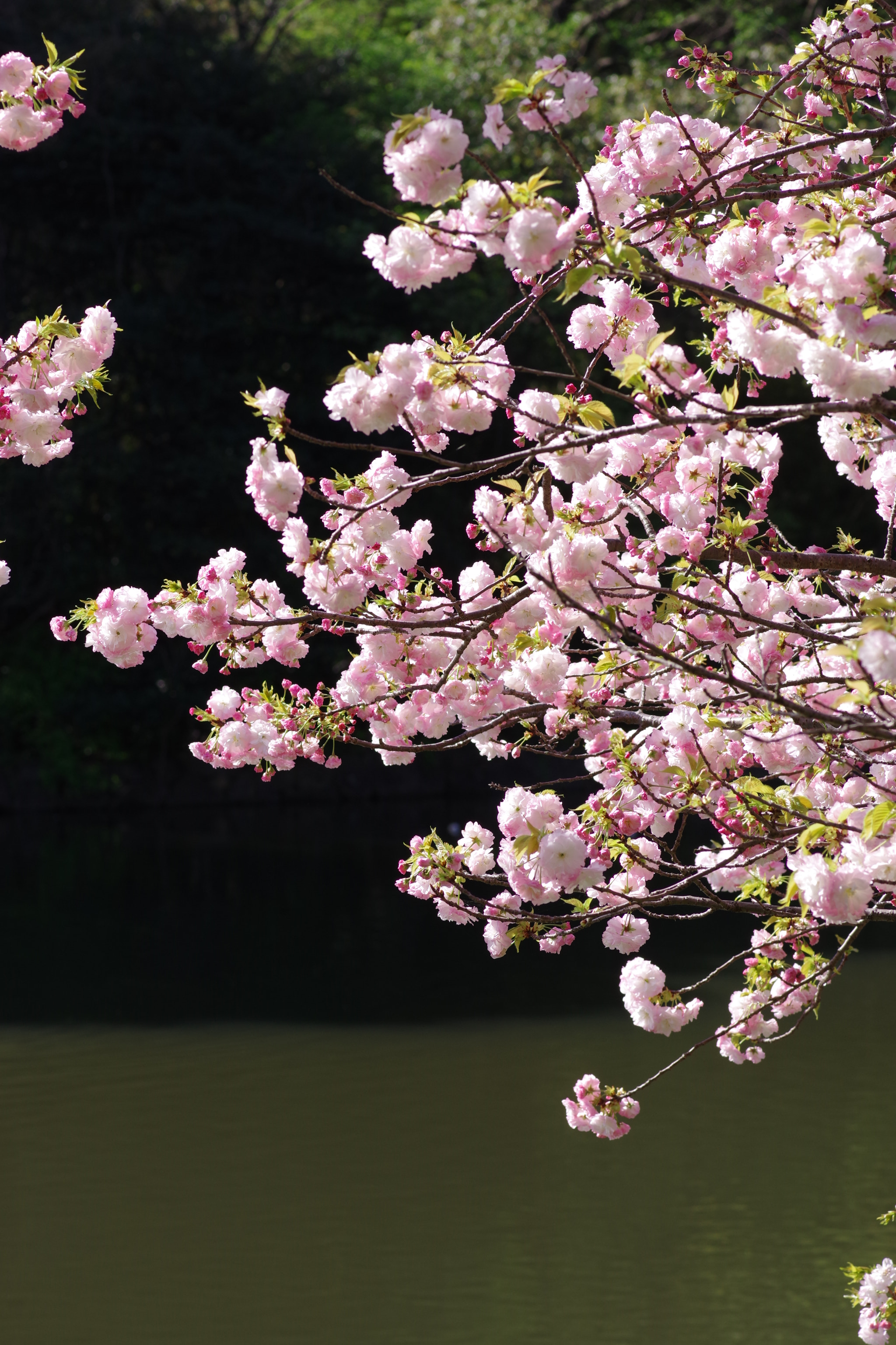 Pentax K-70 sample photo. Sakura 2018 #24 photography