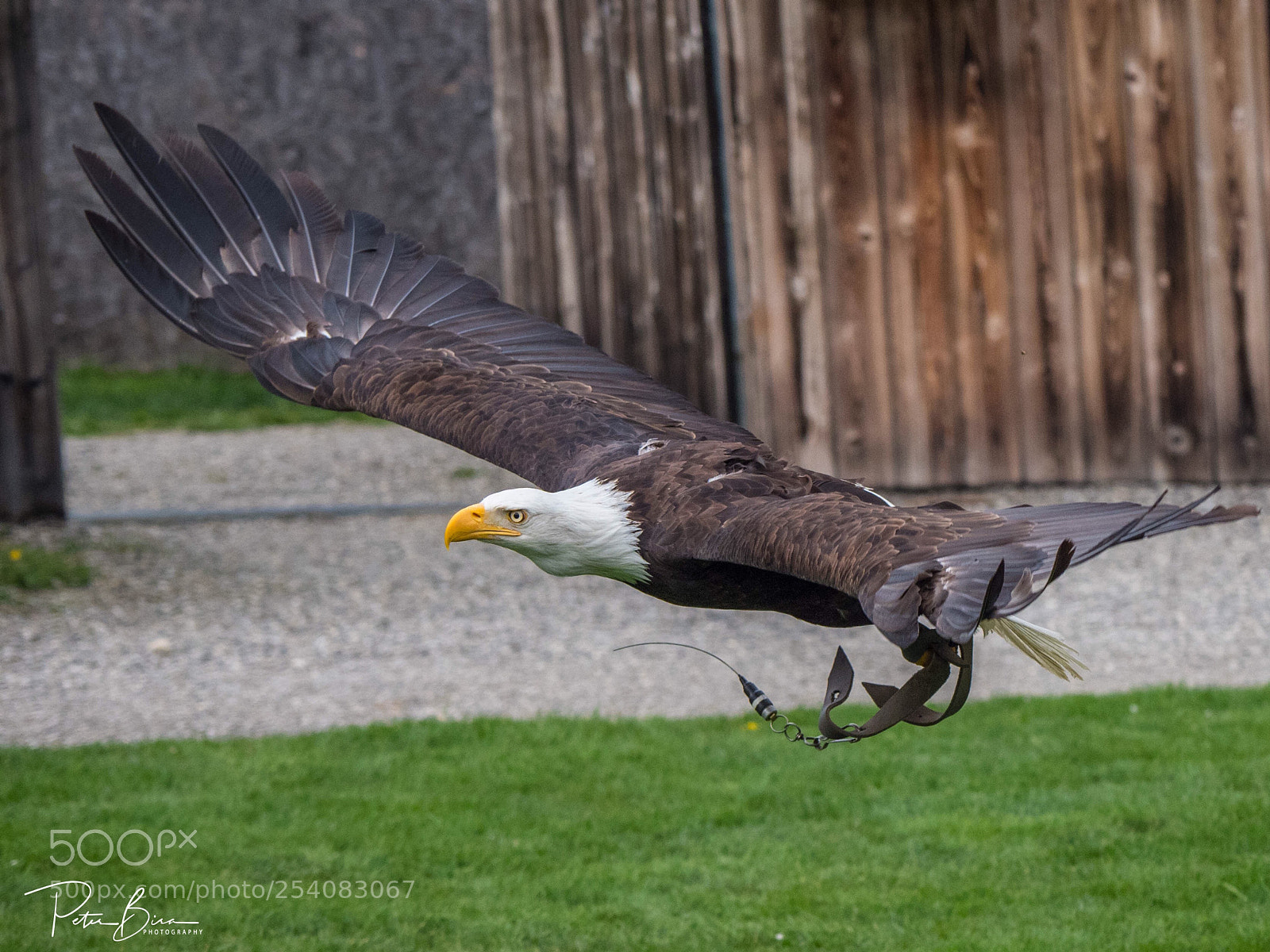 Olympus OM-D E-M1 Mark II sample photo. Bald eagle photography