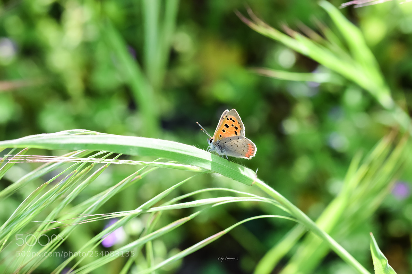 Nikon D3300 sample photo. Untitled photography