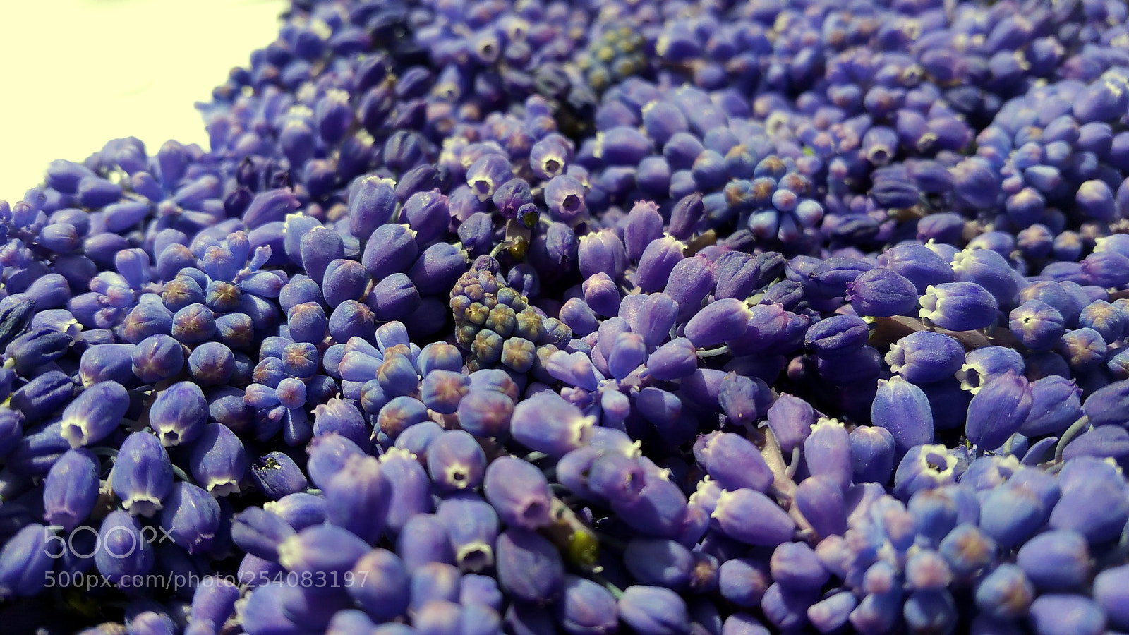 Samsung Galaxy Note4 sample photo. Grape fish photography