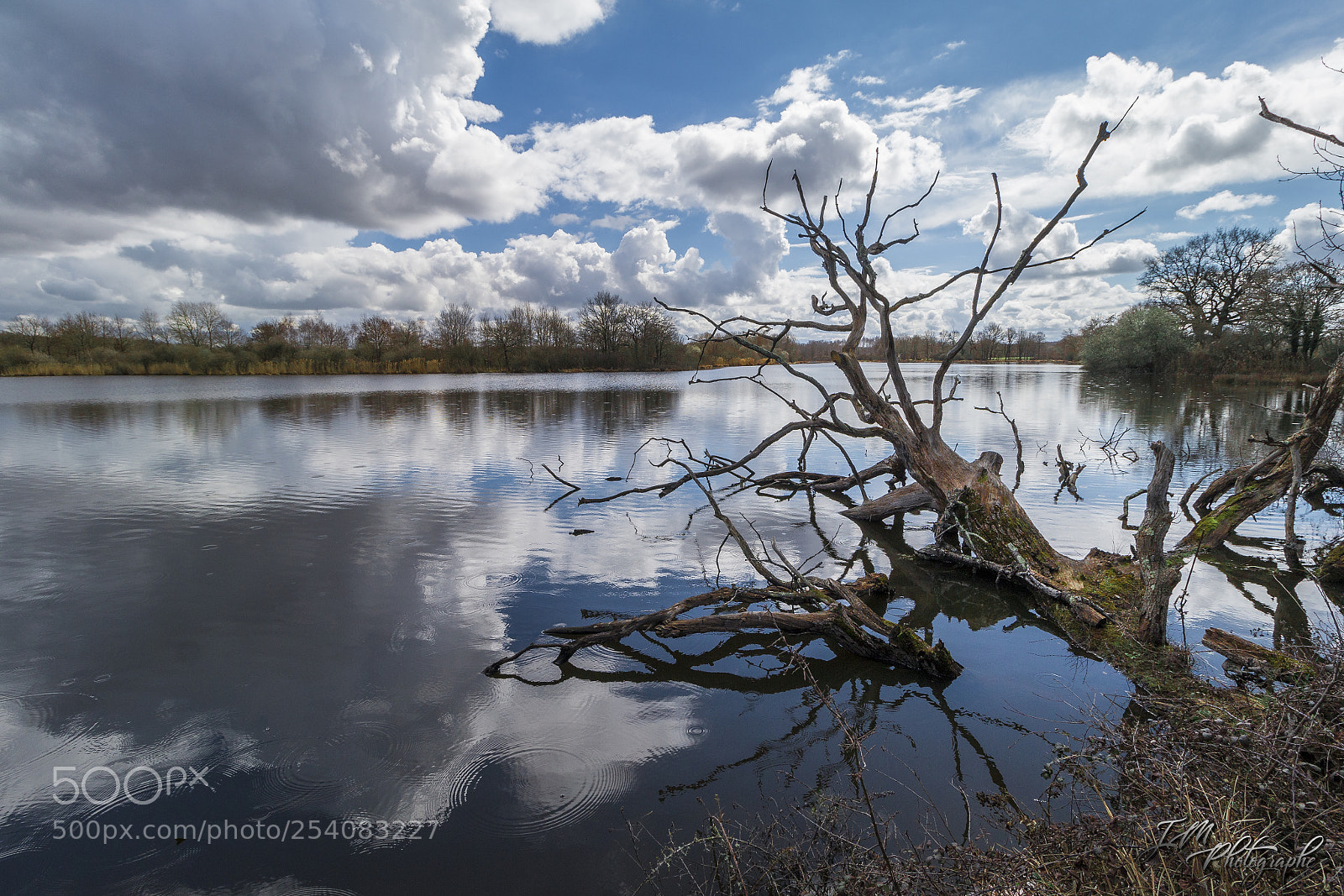 Canon EOS 70D sample photo. Tree and water photography