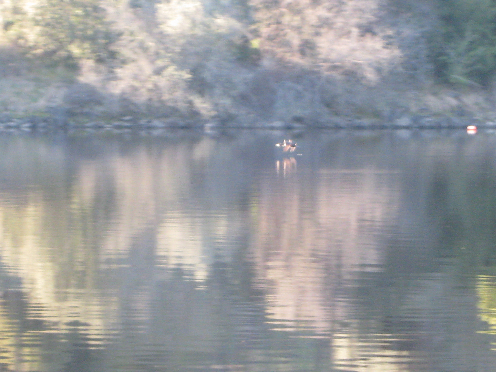 Canon PowerShot SD770 IS (Digital IXUS 85 IS / IXY Digital 25 IS) sample photo. Duck photography