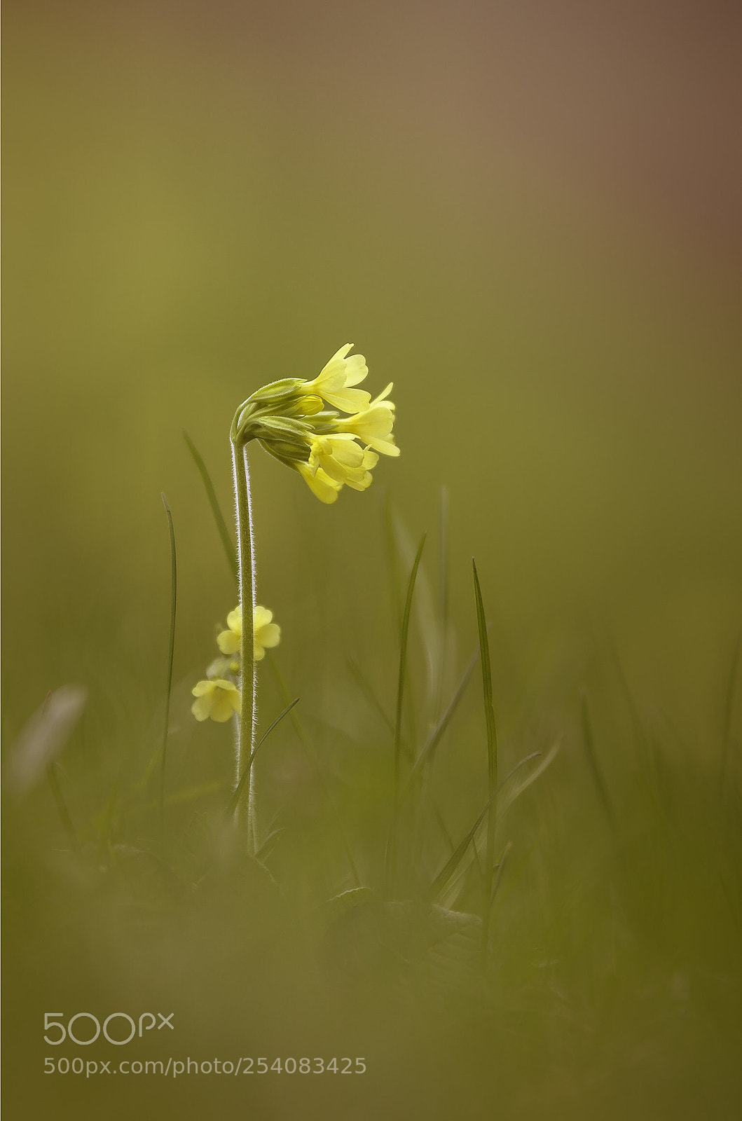 Nikon D7000 sample photo. Schlüsselblume photography