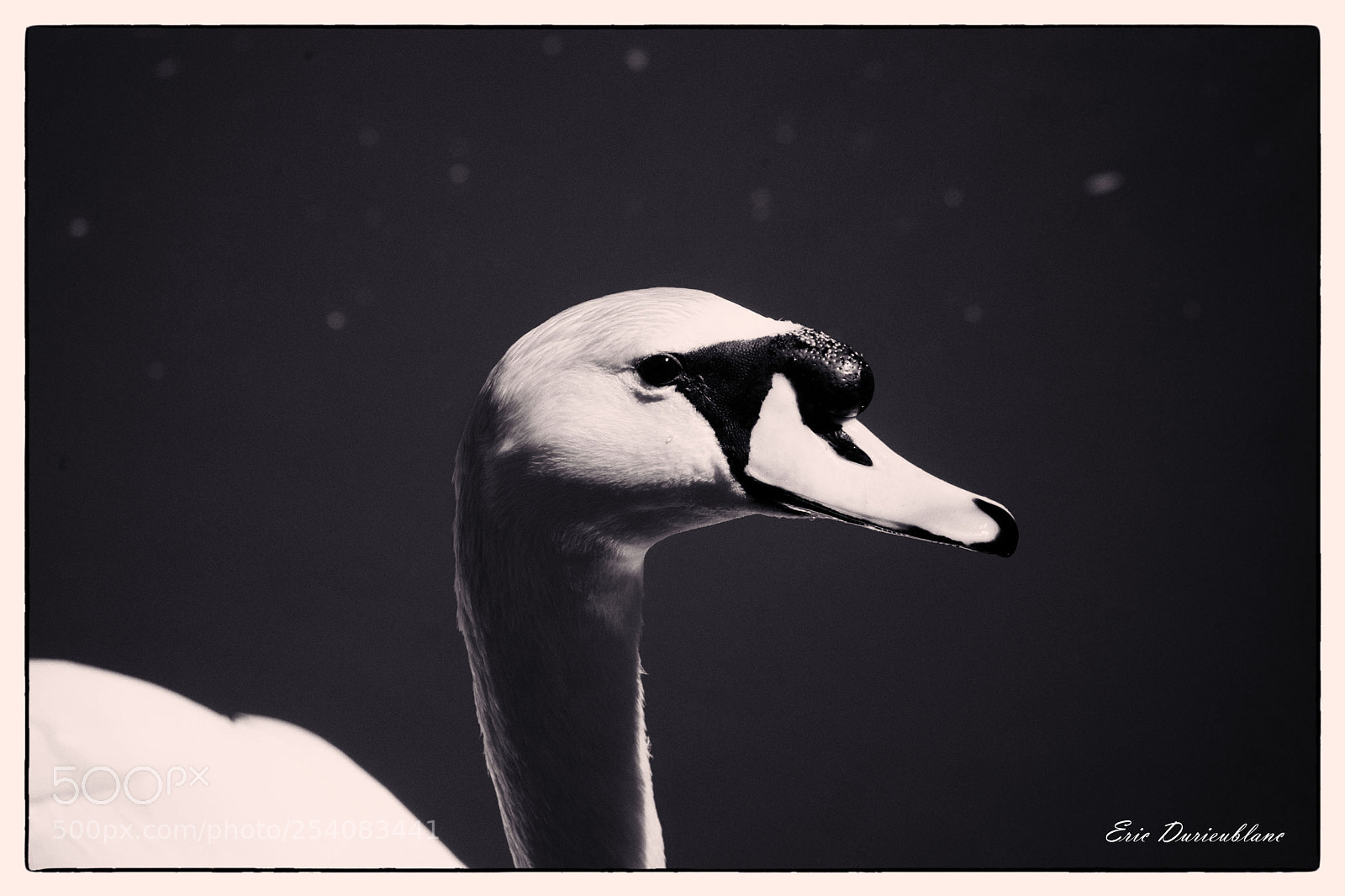 Canon EOS-1D Mark II sample photo. Untitled photography