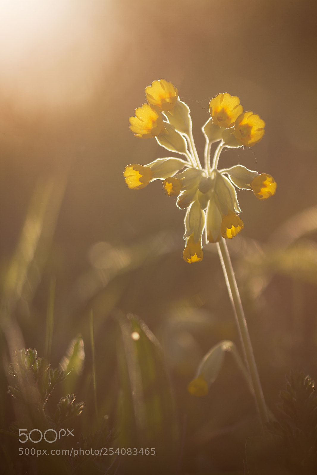 Canon EOS 7D sample photo. P'tites fleurs photography