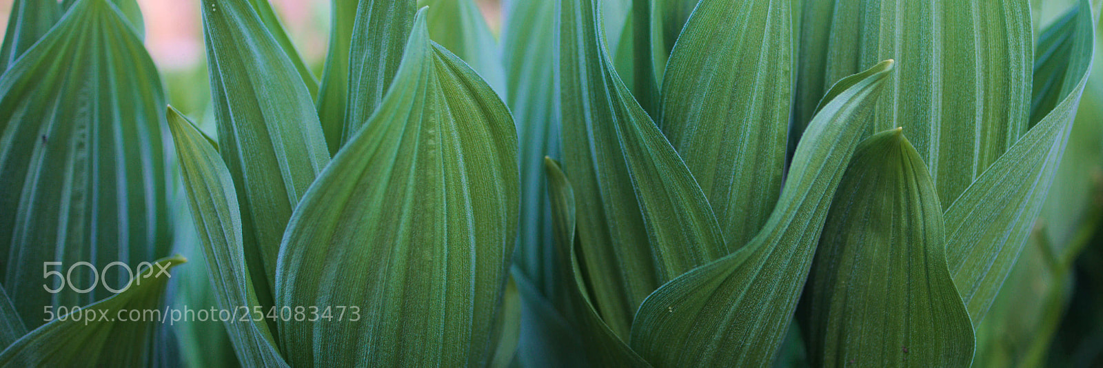 Fujifilm X-T1 sample photo. Growing green photography