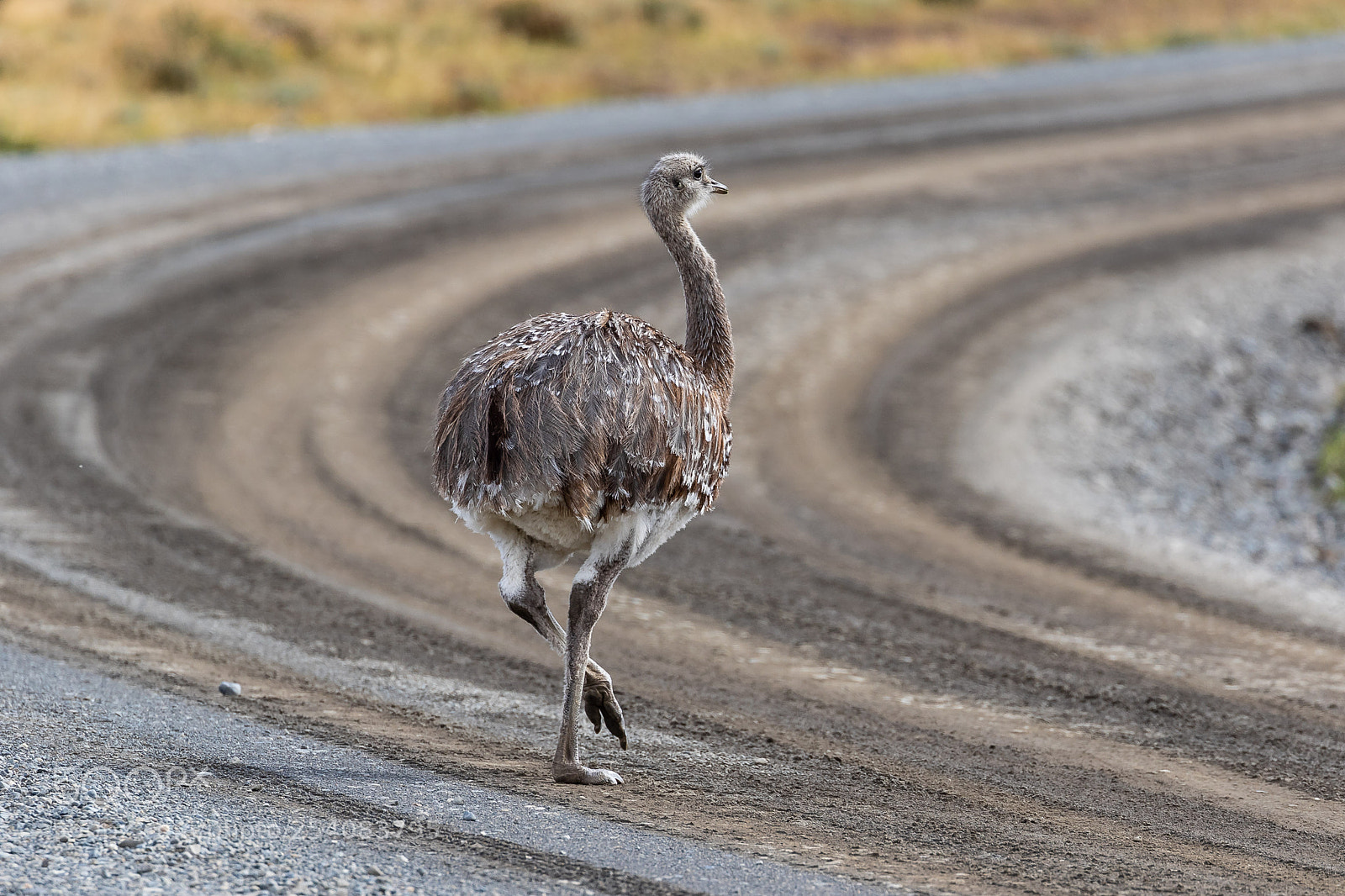 Canon EOS 7D Mark II sample photo. Roadrunner photography