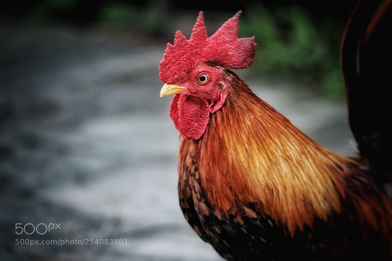 Fujifilm X-H1 sample photo. Focused photography