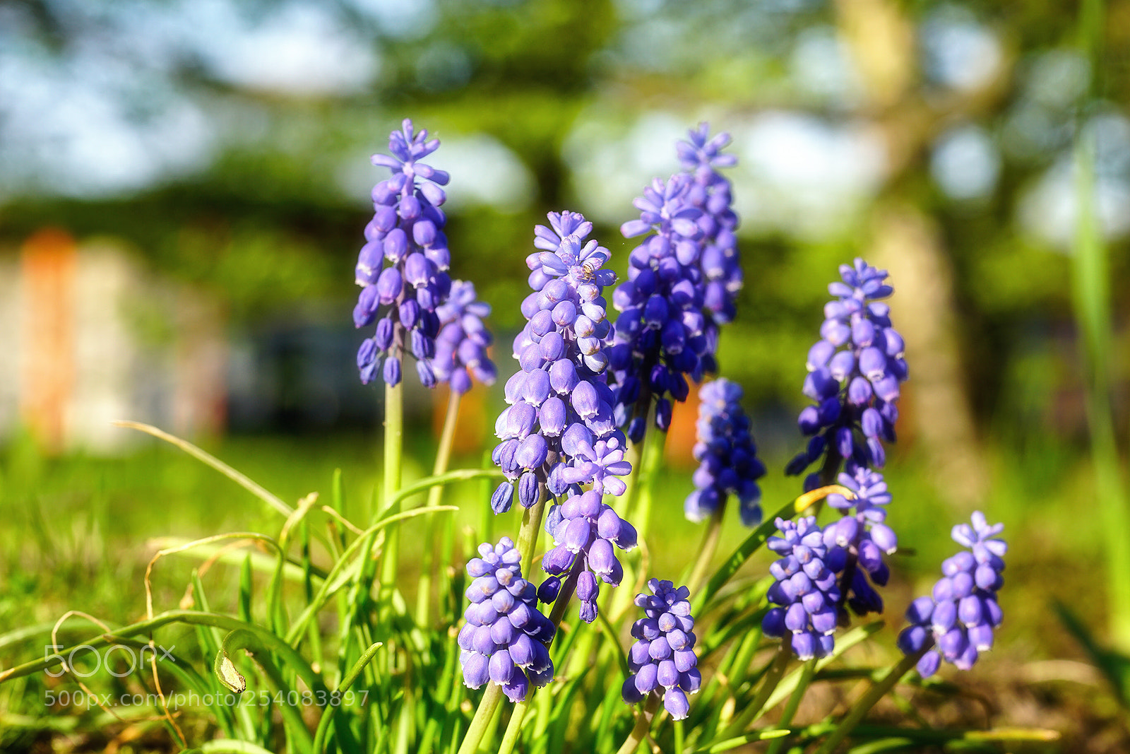 Sony a6300 sample photo. Flower power photography
