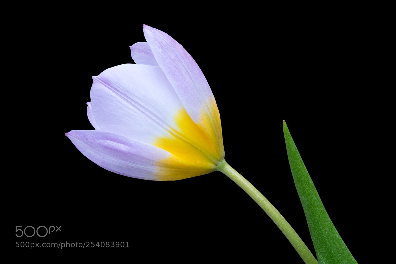 Sony a7R sample photo. Bow photography