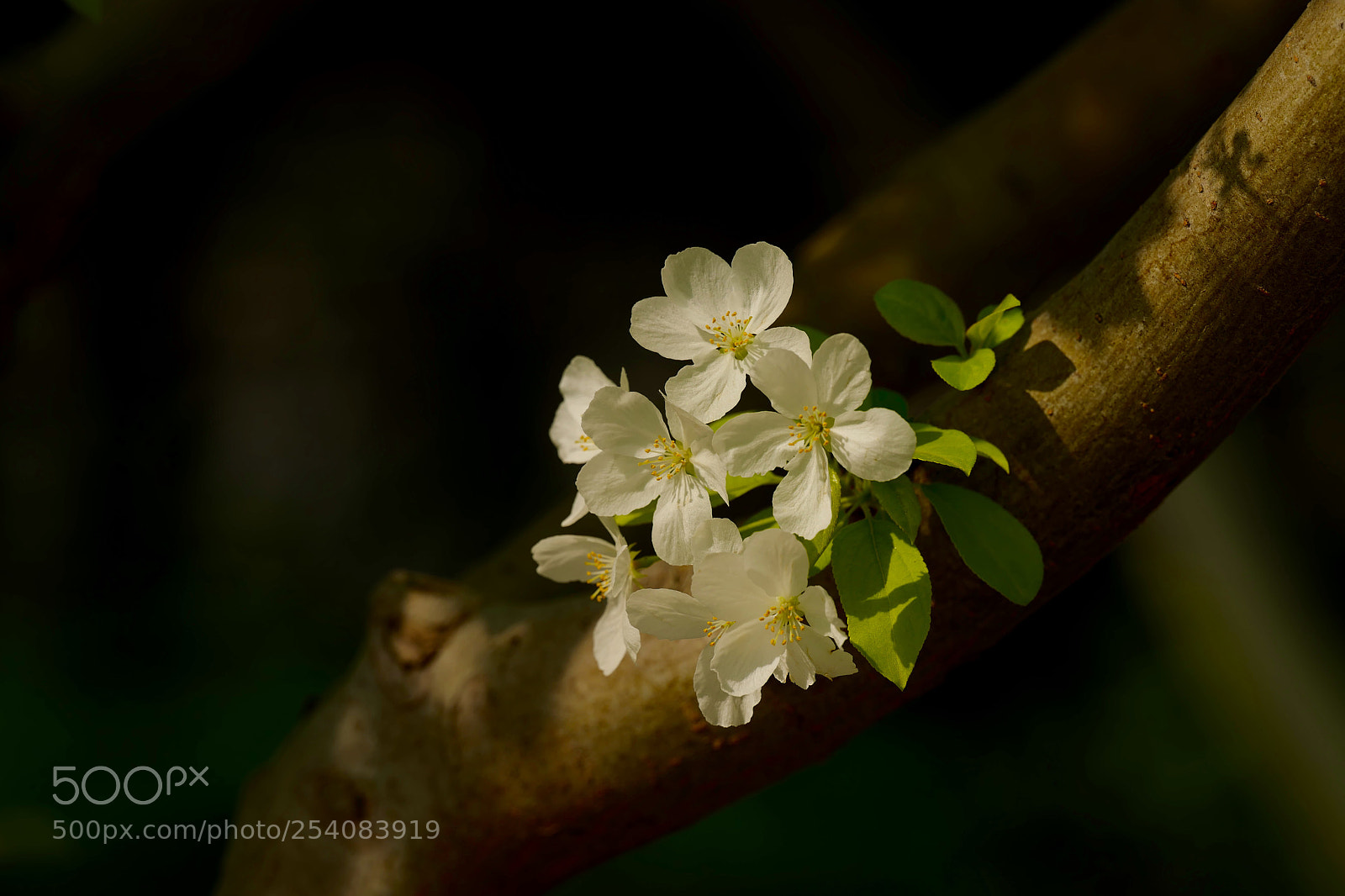 Leica SL (Typ 601) sample photo. Untitled photography