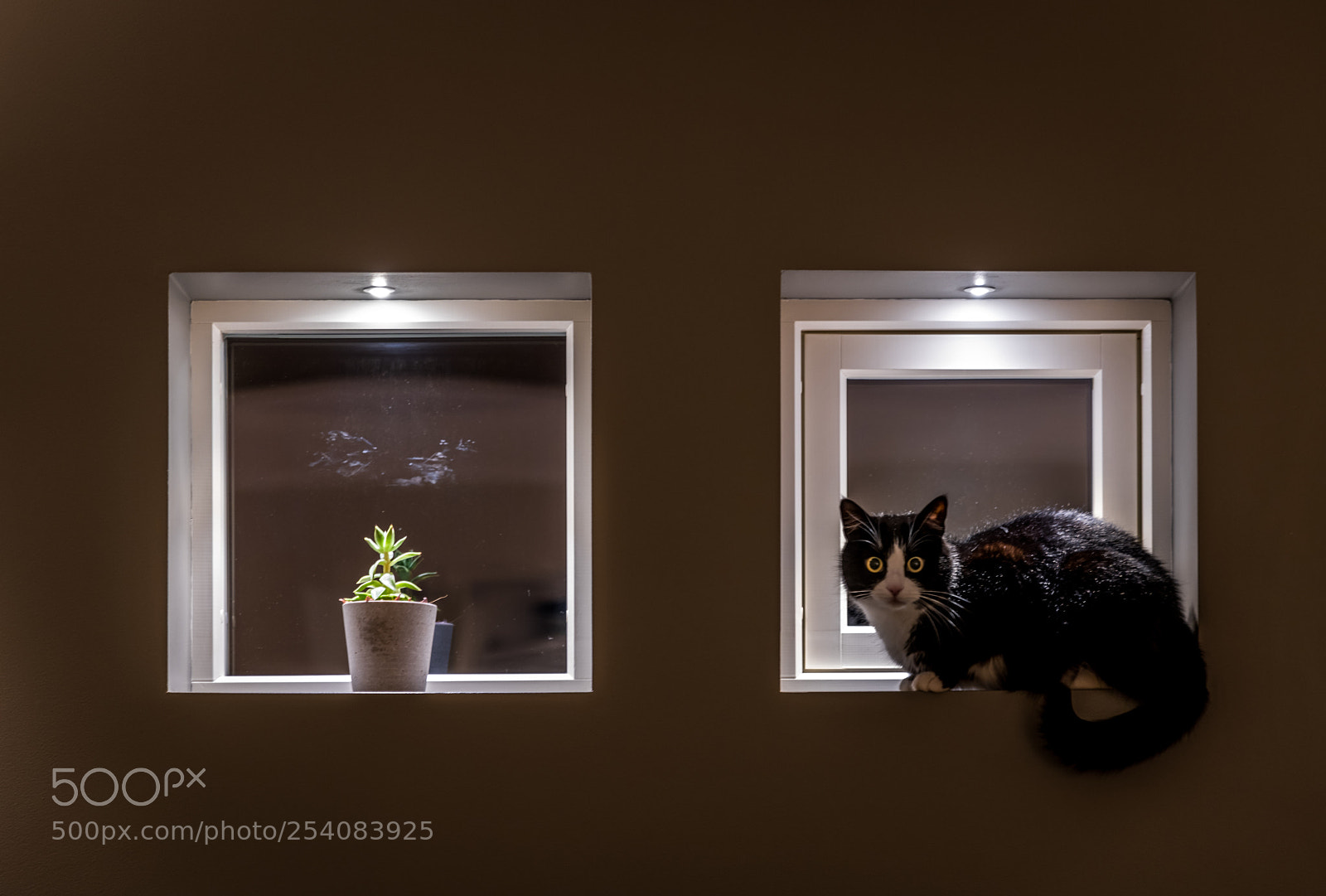 Nikon D850 sample photo. Cat in the window photography