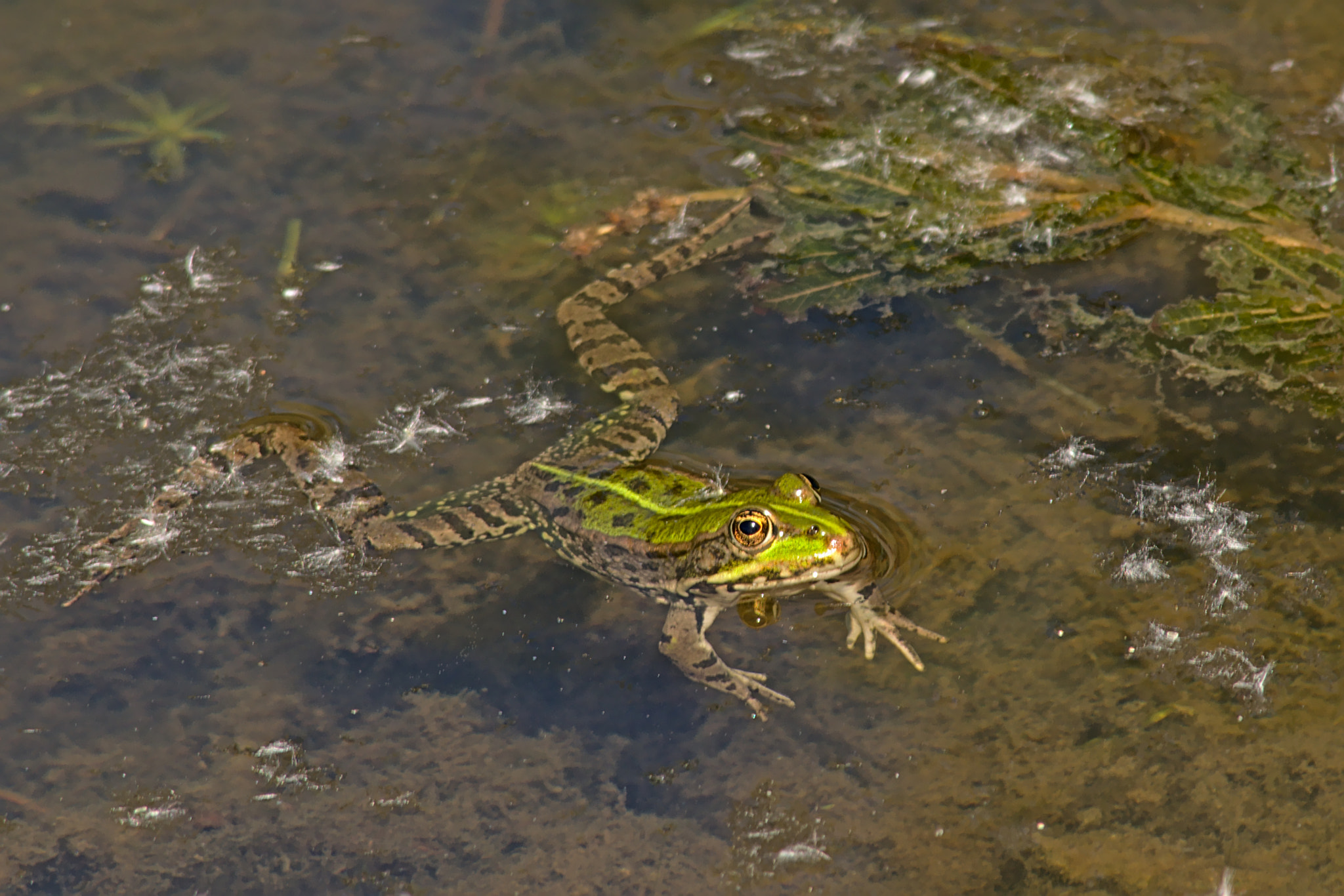 Nikon D5200 sample photo. Frog swimming in the pond with legs wide open, vie photography