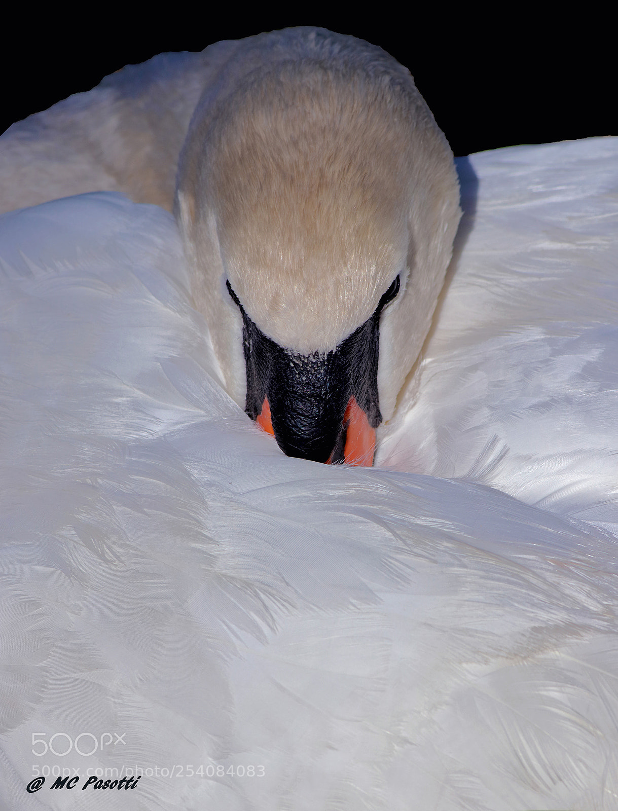 Canon EOS 80D sample photo. Swan photography