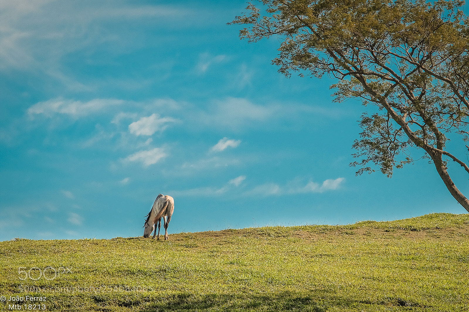 Fujifilm X-T1 sample photo. Peace... photography