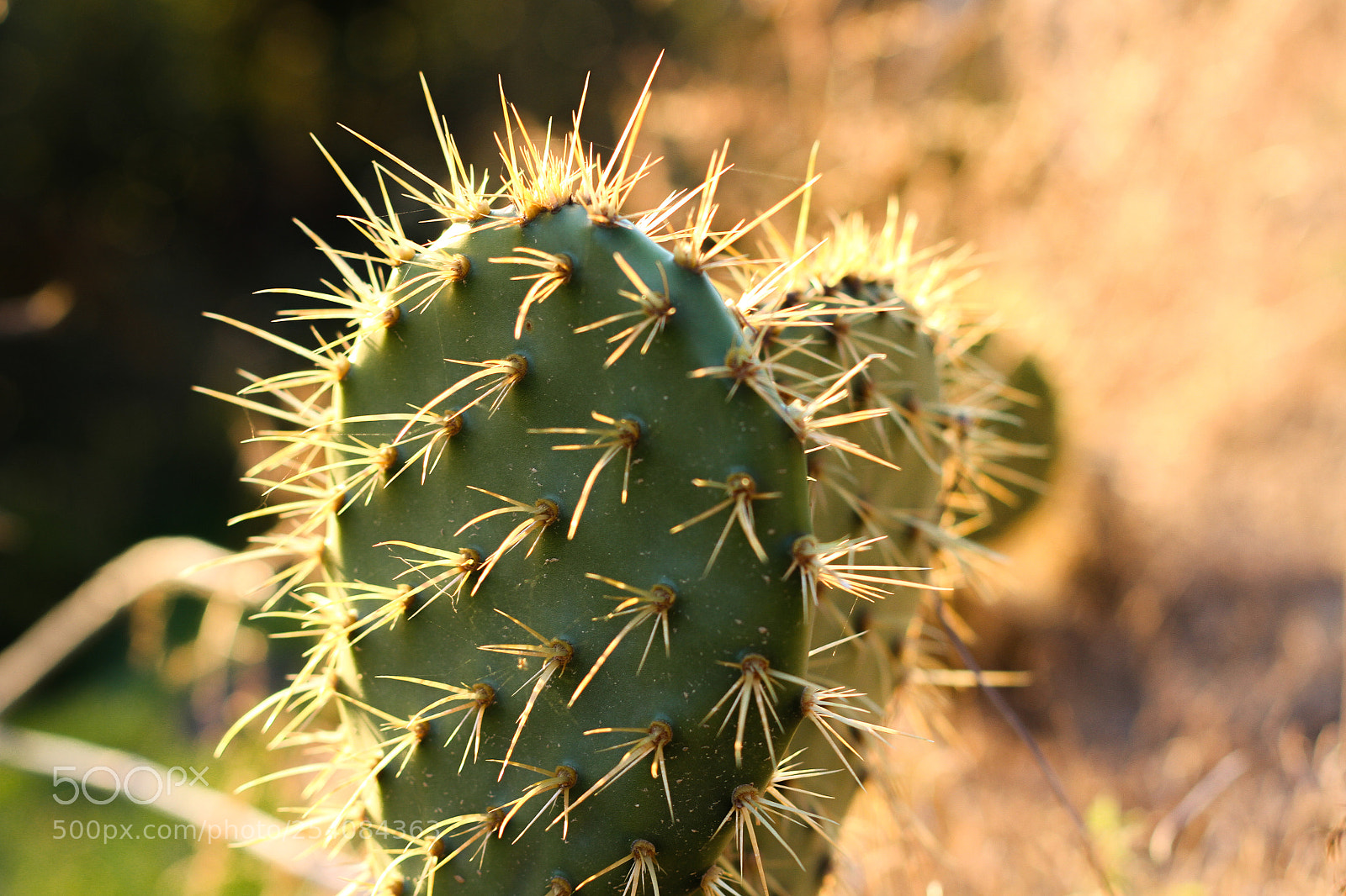 Canon EOS 7D sample photo. Cactus in golden hour photography
