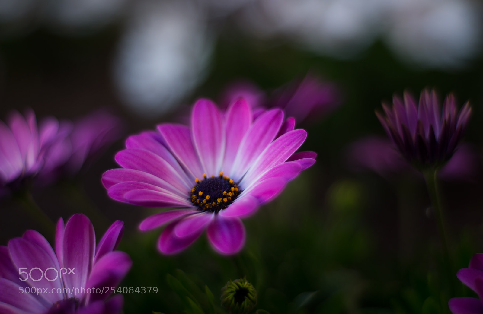 Nikon D610 sample photo. Margarita lila photography