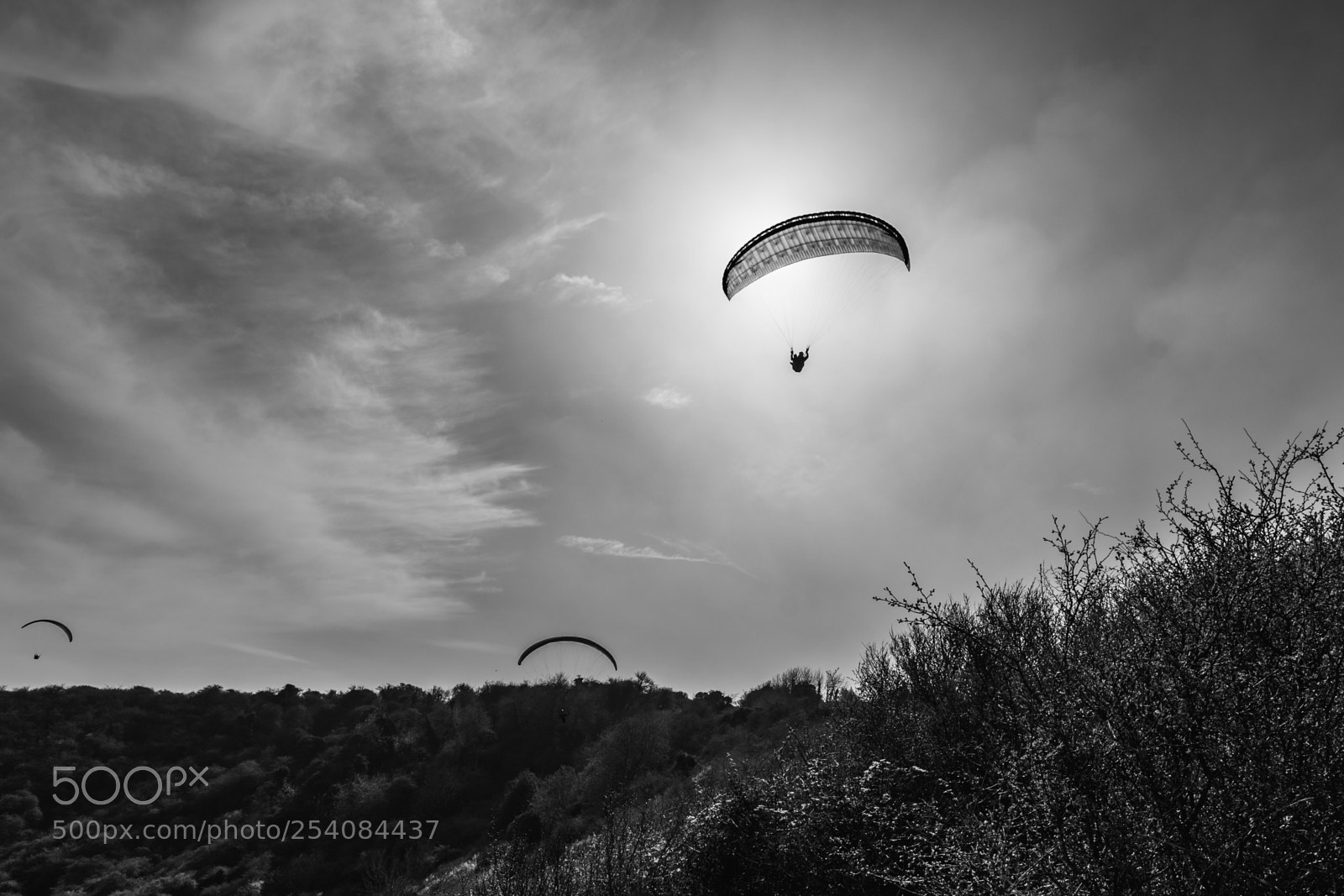 Nikon D5300 sample photo. Drifting on the breeze photography