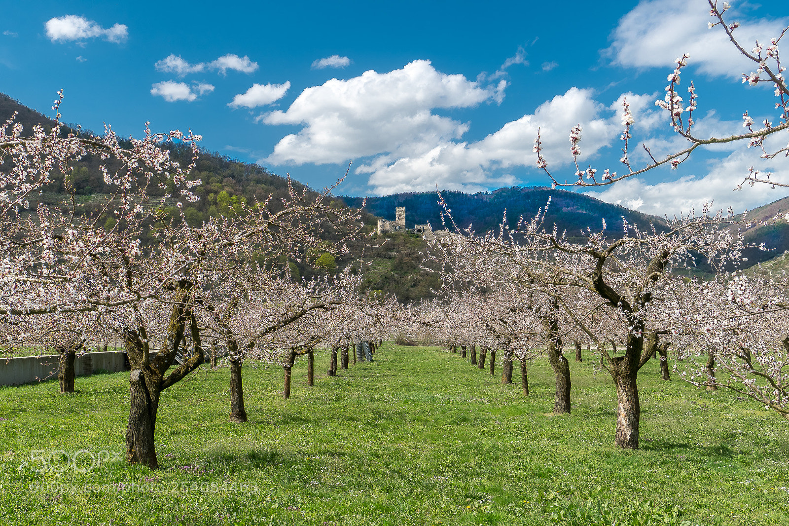 Sony a6300 sample photo. Apricot blossom pt. 2 photography